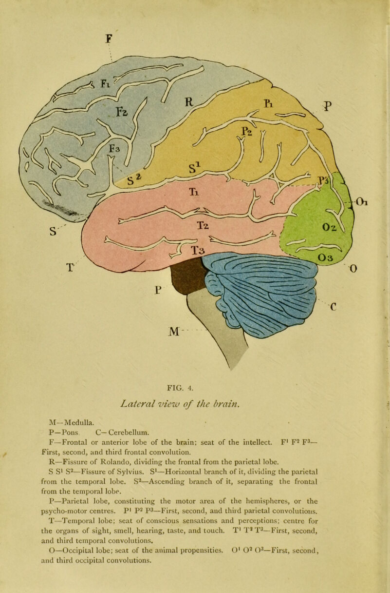 FIG. 4. Lateral view of the brain. M— Medulla. P—Pons. C—Cerebellum. F—Frontal or anterior lobe of the brain; seat of the intellect. F1 F2 F3— First, second, and third frontal convolution. R—Fissure of Rolando, dividing the frontal from the parietal lobe. S S' S2—Fissure of Sylvius. S1—Horizontal branch of it, dividing the parietal from the temporal lobe. S2—Ascending branch of it, separating the frontal from the temporal lobe. P—Parietal lobe, constituting the motor area of the hemispheres, or the psycho-motor centres. P1 P2 P3—First, second, and third parietal convolutions. T—Temporal lobe; seat of conscious sensations and perceptions; centre for the organs of sight, smell, hearing, taste, and touch. T1 T* T3—First, second, and third temporal convolutions. O—Occipital lobe; seat of the animal propensities. O' O2 O3—First, second, and third occipital convolutions.