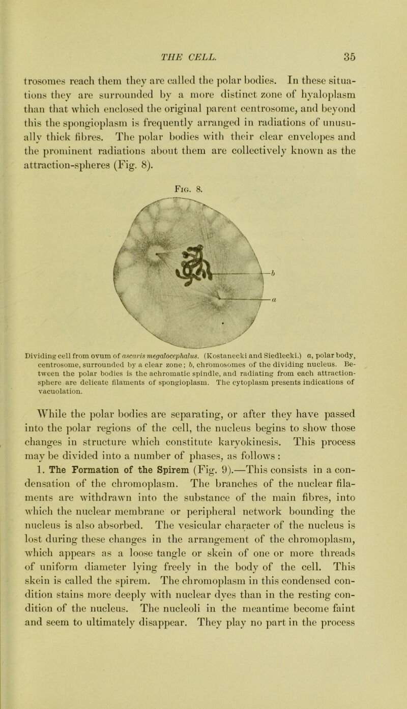 trosomes reach them they are called the polar bodies. In these situa- tions they are surrounded by a more distinct zone of hyalojdasm than that which enclosed the original parent centrosome, and beyond this the s})ongioplasm is frequently arranged in radiations of unusu- ally thick fibres. The jiolar bodies with their clear envelopes and the prominent radiations about them are collectively known as the attraction-spheres (Fig. 8). Fig. 8. Dividing cell from ovum of aacuris megalocephalus. (Kostanecki and Siedlecki.) a, polar body, centrosome, surrounded by a clear zone; b, chromosomes of the dividing nucleus. Be- tween the polar bodies is the achromatic spindle, and radiating from each attraction- sphere are delicate filaments of spongioplasm. The cytoplasm presents indications of vacuolation. While the polar bodies are separating, or after they have passed into the polar regions of the cell, the nucleus begins to show those changes in structure which constitute karyokinesis. This process may be divided into a number of phases, as follows : 1. The Formation of the Spirem (Fig. 9).—This consists in a con- densation of the chromoplasm. The branches of the nuclear fila- ments are withdrawn into the substance of the main fibres, into which the nuclear membrane or peripheral network bounding the nucleus is also absorbed. The vesicular character of the nucleus is lost during these changes in the arrangement of the chromoplasm, Avhich appears as a loose tangle or skein of one or more threads of uniform diameter lying freely in the body of the cell. This skein is called the spirem. The chromoplasm in this condensed con- dition stains more deeply Avith nuclear dyes than in the resting con- dition of the nucleus. The nucleoli in the meantime become faint and seem to ultimately disappear. They play no part in the process