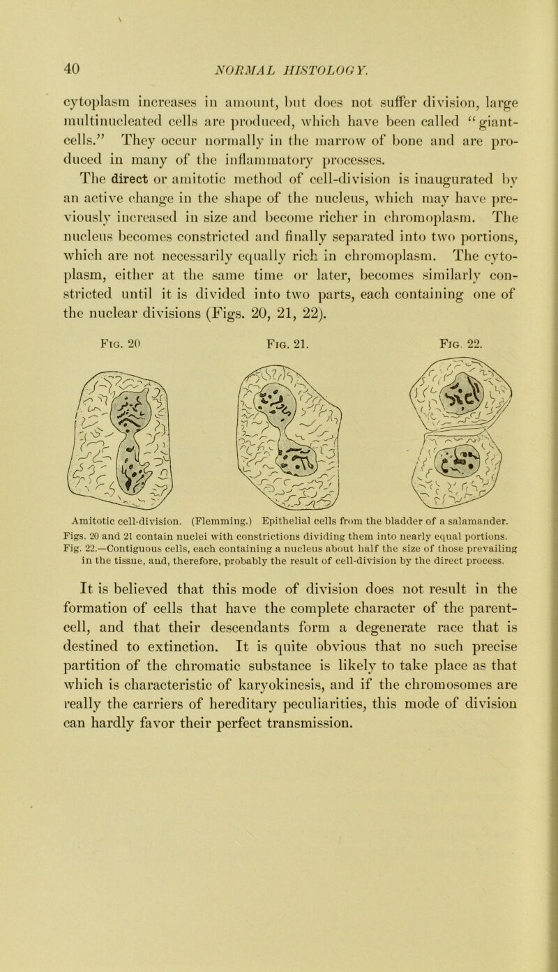 cytoplasm increases in amount, l)iit docs not suffer division, large multinucleated cells are produced, wliich have been called ‘‘giant- cells.” They occur normally in the marrow of bone and are pro- duced in many of the inflammatory pnjcesses. The direct or amitotic method of cell-division is inaugurated by an active change in the shape of the nucleus, which may have ]>re- viously increased in size and become richer in chromoplasm. The nucleus becomes constricted and finally separated into two portions, which are not necessarily equally rich in chromoplasm. The cyto- plasm, either at the same time or later, becomes similarly con- stricted until it is divided into two parts, each containing one of the nuclear divisions (Figs. 20, 21, 22). Fig. 20 Fig. 21. Fig. 22. Amitotic cell-division. (Flemming.) Epithelial cells from the bladder of a salamander. Figs. 20 and 21 contain nuclei with constrictions dividing them into nearly equal portions. Fig. 22.—Contiguous cells, each containing a nucleus about half the size of those prevailing in the tissue, aud, therefore, probably the result of cell-division by the direct process. It is believed that this mode of division does not result in the formation of cells that have the complete character of the parent- cell, and that their descendants form a degenerate race that is destined to extinction. It is quite obvious that no such precise partition of the chromatic substance is likely to take place as that which is characteristic of karyokinesis, and if the chromosomes are really the carriers of hereditary peculiarities, this mode of division can hardly favor their perfect transmission.