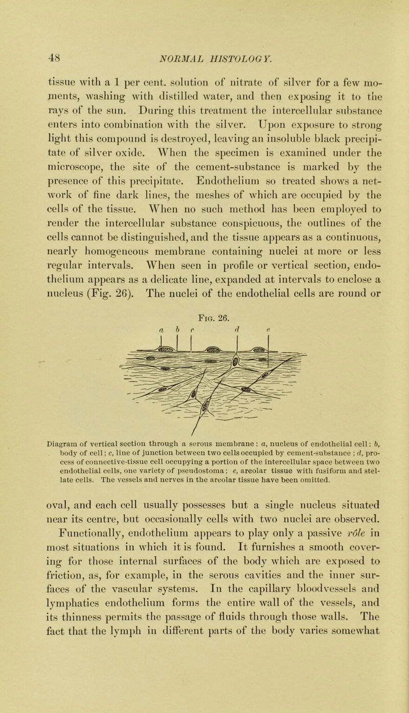 tissue with a 1 per eeiit. solution of nitrate of silver for a few mo- ments, washing with distilled water, and then exposing it to the ravs of the sun. Durinv this treatment the intereellular substance O enters into eombination with the silver. Upon exj)osure to strong light this com])ound is destroyed, leaving an insoluble black precipi- tate of silver oxide. When the specimen is examined under the microscope, the site of the cement-substance is marked by the presence of this precipitate. Endothelium so treated shows a net- work of fine dark lines, the meshes of which are occupied by the cells of the tissue. When no such method has been employed to render the intercellular substance conspicuous, the outlines of the cells cannot be distinguished, and the tissue appears as a continuous, nearly homogeneous membrane containing nuclei at more or less regular intervals. When seen in profile or vertical section, endo- thelium appears as a delicate line, expanded at intervals to enclose a nucleus (Fig. 26). The nuclei of the endothelial cells are round or Fig. 26. a h c (I e. Diagram of vertical section through a serous membrane : a, nucleus of endothelial cell: b, body of cell; c, line of junction between two cells occupied by cement-substance ; d, pro- cess of connective-tissue cell occupying a portion of the intercellular space between two endothelial cells, one variety of pseudostoma; e, areolar tissue with fusiform and stel- late cells. The vessels and nerves in the areolar tissue have been omitted. oval, and each cell usually possesses but a single nucleus situated near its centre, but occasionallv cells with two nuclei are observed. Functionally, endothelium appears to play only a passive role in most situations in which it is found. It furnishes a smooth cover- ing for those internal surfaces of the body which are exposed to friction, as, for example, in the serous cavities and the inner sur- faces of the vascular systems. In the capillary bloodvessels and lym])hatics endothelium forms the entire wall of the vessels, and its thinness permits the passage of fluids through those walls. The fact that the lym})h in diffei*ent parts of the body varies somewhat