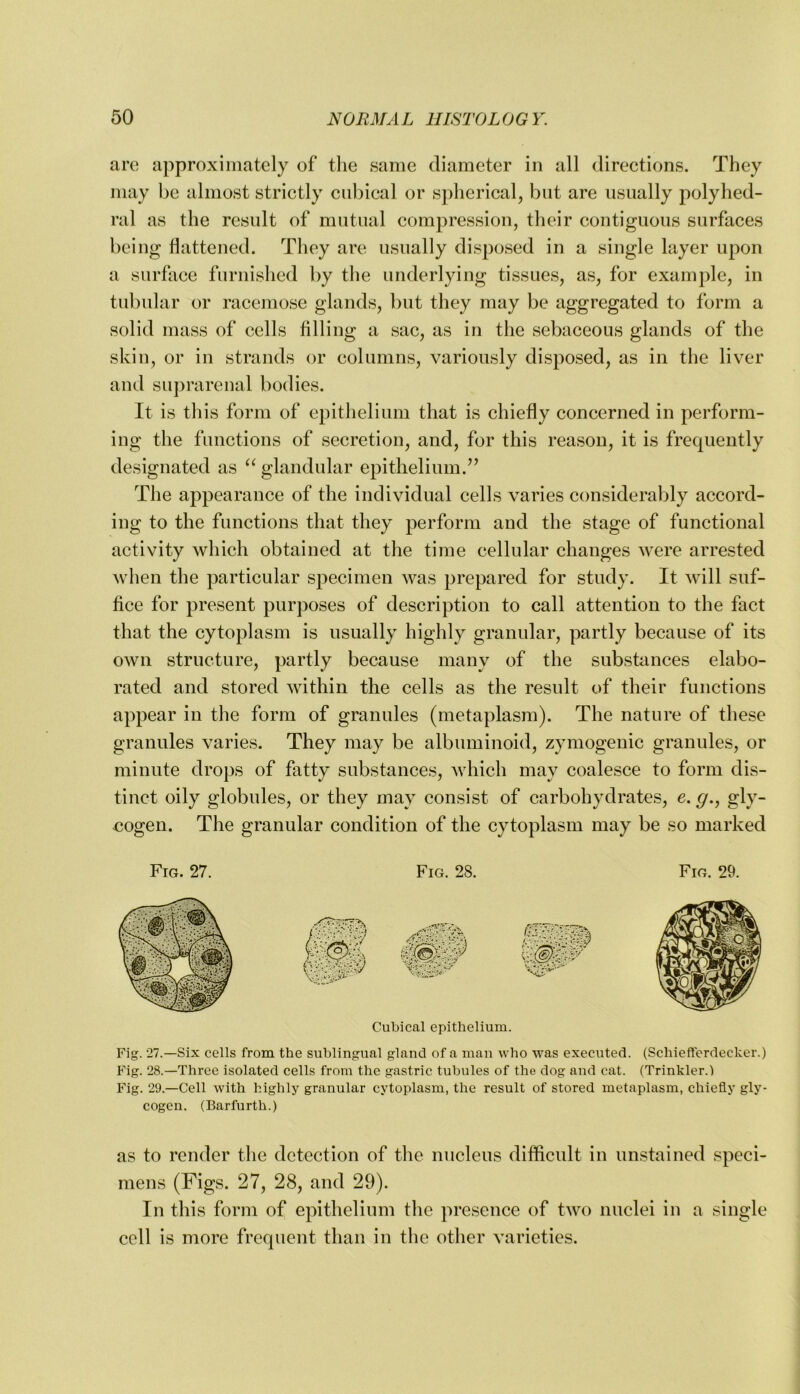 aro approximately of the same diameter in all directions. They may be almost strictly cubical or spherical, but are usually polyhed- ral as the result of mutual compression, their contiguous surfaces being flattened. They are usually disposed in a single layer upon a surface furnished by the underlying tissues, as, for example, in tubular or racemose glands, but they may be aggregated to form a solid mass of cells filling a sac, as in the sebaceous glands of the skin, or in strands or columns, variously disposed, as in the liver and su])rarenal bodies. It is this form of epithelium that is chiefly concerned in perform- ing the functions of secretion, and, for this reason, it is frequently designated as glandular epithelium.’’ The appearance of the individual cells varies considerably accord- ing to the functions that they perform and the stage of functional activity which obtained at the time cellular changes were arrested when the particular specimen was prepared for study. It will suf- fice for present purposes of description to call attention to the fact that the cytoplasm is usually highly granular, partly because of its own structure, partly because many of the substances elabo- rated and stored within the cells as the result of their functions appear in the form of granules (metaplasm). The nature of these granules varies. They may be albuminoid, zymogenic granules, or minute drops of fatty substances, Avhich may coalesce to form dis- tinct oily globules, or they may consist of carbohydrates, e. g., gly- cogen. The granular condition of the cytoplasm may be so marked Fig. 27. Fig. 28. Fig. 29. Cubical epithelium. Fig. 27.—Six cells from the sublingual gland of a man who was executed. (Schiefferdecker.) Fig. 28.—Three isolated cells from the gastric tubules of the dog and cat. (Trinkler.l Fig. 29.—Cell with highly granular cytoplasm, the result of stored metaplasm, chiefly gly- cogen. (Barfurth.) as to render the detection of the nucleus difficult in unstained speci- mens (Figs. 27, 28, and 29). In this form of epithelium the presence of two nuclei in a single cell is more frequent than in the other varieties.