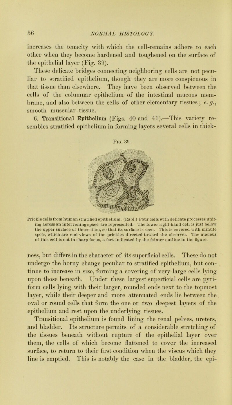 increases the tenacity with wliich tlie cell-remains adhere to each other when they l)econie hardened and toughened on the surface of the epithelial layer (Fig. 39). These delicate bridges connecting neighboring cells are not pecu- liar to stratified epithelium, though tliey are more conspicuous in that tissue than elsewhere. They have been observed between the cells of the columnar epithelium of the intestinal mucous mem- brane, and also between the cells of other elementary tissues ; e. g., smooth muscular tissue. 6. Transitional Epithelium (Figs. 40 and 41).—This variety re- sembles stratified epithelium in forming layers several cells in thick- Fig. 39. Prickle cells from human stratified epithelium. (Rabl.) Four cells with delicate processes unit- ing across an intervening space are represented. The lower right-hand cell is just below the upper surface of the section, so that its surface is seen. This is covered with minute spots, which are end views of the prickles directed toward the observer. The nucleus of this cell is not in sharp focus, a fact indicated by the fainter outline in the figure. ness, but differs in the character of its superficial cells. These do not undergo the horny change peculiar to stratified epithelium, but con- tinue to increase in size, forming a covering of very large cells lying upon those beneath. Under these largest superficial cells are pyri- form cells lying with their larger, rounded ends next to the topmost layer, while their deeper and more attenuated ends lie between the oval or round cells that form the one or two deepest layers of the epithelium and rest upon the underlying tissues. Transitional epithelium is found lining the renal pelves, ureters, and bladder. Its structure permits of a considerable stretching of the tissues beneath without rupture of the epithelial layer over them, the cells of Avhich become flattened to cover the increased surface, to return to their first condition when the viscus which they line is emptied. This is notably the case in the bladder, the epi-