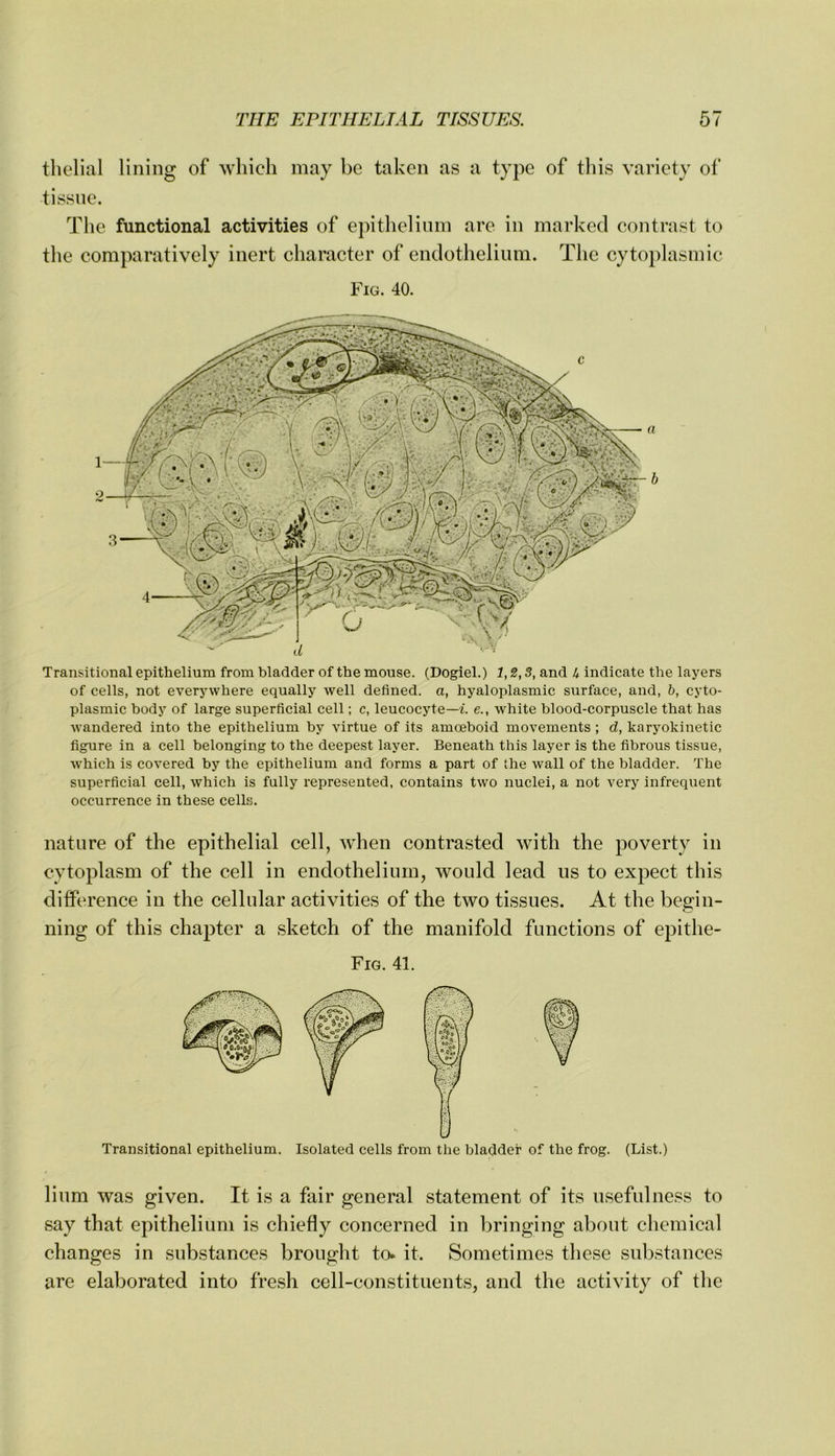 thelial lining of which may be taken as a type of this variety of tissue. The functional activities of e])ithelinm are in marked contrast to the comparatively inert character of endothelium. The cytoplasmic Fig. 40. Transitional epithelium from bladder of the mouse. (Dogiel.) 1,2,3, and 4 indicate the layers of cells, not everywhere equally well defined, a, hyaloplasmic surface, and, b, cyto- plasmic body of large superficial cell; c, leucocyte—1 e., white blood-corpuscle that has wandered into the epithelium by virtue of its amoeboid movements ; d, karyokinetic figure in a cell belonging to the deepest layer. Beneath this layer is the fibrous tissue, Avhich is covered by the epithelium and forms a part of the wall of the bladder. The superficial cell, which is fully represented, contains two nuclei, a not very infrequent occurrence in these cells. nature of the epithelial cell, when contrasted with the poverty in cytoplasm of the cell in endothelium, would lead us to expect this ditference in the cellular activities of the two tissues. At the begin- ning of this chapter a sketch of the manifold functions of epithe- Fig. 41. Transitional epithelium. Isolated cells from the bladder of the frog. (List.) lium was given. It is a fair general statement of its usefulness to say that epithelium is chiefly concerned in bringing about chemical changes in substances brouglit to. it. Sometimes these substances are elaborated into fresh cell-constituents, and the activity of the