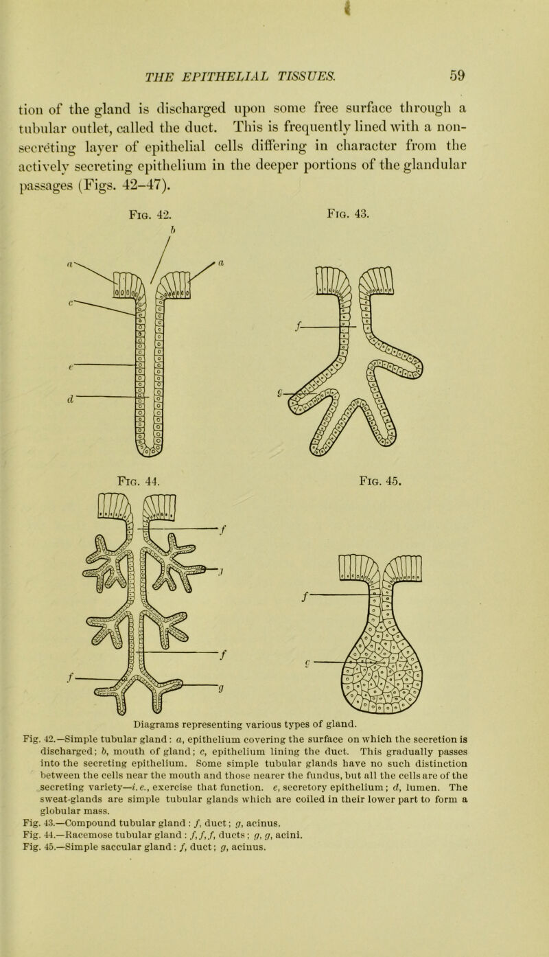 tion of the gland is discharged upon some free surface tlirough a tubular outlet, called the duct. This is frequently lined with a non- secreting layer of epithelial cells differing in character from tlie actively secreting epithelium in the deeper portions of the glandular passages (Figs. 42-47). Fig. 42. Fig. 43. h Diagrams representing various types of gland. Fig. 42.—Simple tubular gland; a, epithelium covering the surface on which the secretion is discharged; b, mouth of gland; c, epithelium lining the duct. This gradually passes into the secreting epithelium. Some simple tubular glands have no such distinction between the cells near the mouth and those nearer the fundus, but all the cells are of the secreting variety—t.e., exercise that function, e, secretory epithelium; d, lumen. The sweat-glands are simple tubular glands which are coiled in their lower part to form a globular mass. Fig. 43.—Compound tubular gland : /, duct; p, acinus. Fig. 44.—Racemose tubular gland : /,/,/, ducts; g, g, acini. Fig. 45.—Simple saccular gland: /, duct; g, acinus.