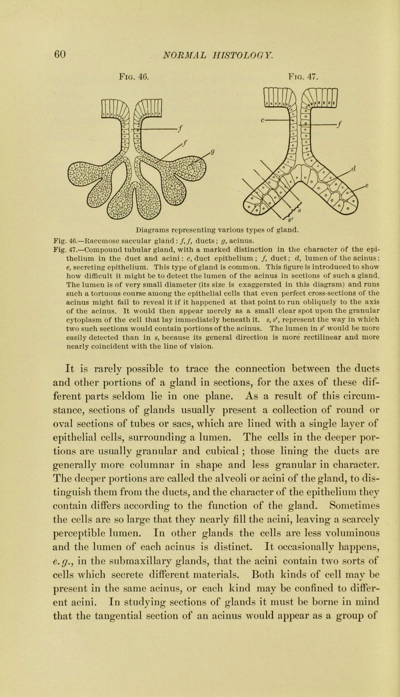 Fig. 46. Fig. 47. Diagrams representing various types of gland. Fig. 46.—Racemose saccular gland:/,/, ducts; g, acinus. Fig. 47.—Compound tubular gland, with a marked distinction in the character of the epi- thelium in the duct and acini: c, duct epithelium; /, duct; d, lumen of the acinus; e, secreting epithelium. This type of gland is common. This figure is introduced to show how difficult it might be to detect the lumen of the acinus in sections of such a gland. The lumen is of very small diameter (its size is exaggerated in this diagram) and runs such a tortuous course among the epithelial cells that even perfect cross-sections of the acinus might fail to reveal it if it happened at that point to run obliquely to the axis of the acinus. It would then appear merely as a small clear spot upon the granular cytoplasm of the cell that lay immediately beneath it. s, s', represent the way in which two such sections would contain portions of the acinus. The lumen in s' would be more easily detected than in s, because its general direction is more rectilinear and more nearly coincident with the line of vision. It is rarely possible to trace the connection betAveen the ducts and other portions of a gland in sections, for the axes of these dif- ferent parts seldom lie in one plane. As a result of this circum- stance, sections of glands usually present a collection of round or oval sections of tubes or sacs, which are lined with a single layer of epithelial cells, surrounding a lumen. The cells in the deeper por- tions are usually granular and cubical; those lining the ducts are generally more columnar in shape and less granular in character. The deeper portions are called the alveoli or acini of the gland, to dis- tinguish them from the ducts, and the character of the epithelium they contain differs according to the function of the gland. Sometimes the cells are so large that they nearly fill the acini, leaving a scarcely perceptible lumen. In other glands the cells are less A'oluminous and the lumen of each acinus is distinct. It occasionally happens, e.g., in the submaxillary glands, that the acini contain two sorts of cells which secrete different materials. Both kinds of cell mav be %/ present in the same acinus, or each kind may be confined to differ- ent acini. In studying sections of glands it must be borne in mind that the tangential section of an acinus would appear as a group of