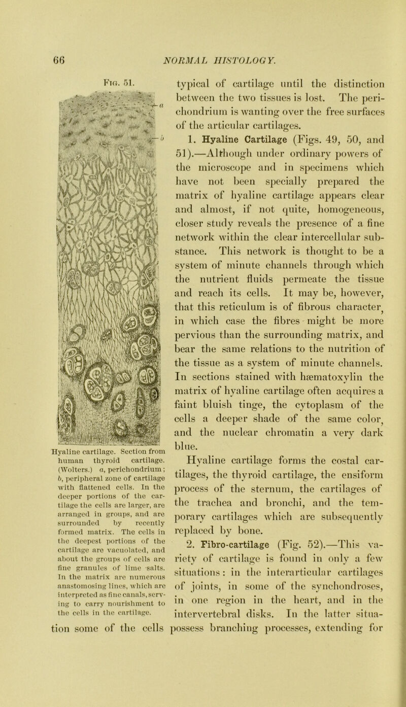 Fig. 51. Hyaline cartilage. Section from human thyroid cartilage. (Wolters.) a, perichondrium; b, peripheral zone of cartilage with flattened cells. In the deeper portions of the car- tilage the cells are larger, are arranged in groups, and are surrounded by recently formed matrix. The cells in the deepest portions of the cartilage are Auicuolated, and abont the groups of cells are fine granules of lime salts. In the matrix arc numerous anastomosing lines, which arc interpreted as fine canals, serv- ing to carry nourishment to the cells in the cartilage. typical of cartilage until the distinction between tlie two tissues is lost. The peri- chondrium is wanting over the free surfaces of the articular cartilages. 1. Hyaline Cartilage (Figs. 49, 50, and 51).—Although under ordinary powers of the microscope and in specimens which have not been specially prepared the matrix of hyaline cartilage appears clear and almost, if not quite, homogeneous, closer study reveals the presence of a fine network within the clear intercellular sub- stance. This network is thought to be a system of minute channels through which the nutrient fluids permeate the tissue and reach its cells. It may be, however, that this reticulum is of fibrous character in which case the fibres - might be more pervious than the surrounding matrix, and bear the same relations to the nutrition of the tissue as a system of minute channels. In sections stained with haematoxylin the matrix of hyaline cartilage often acquires a faint bluish tinge, the cytoplasm of the cells a deeper shade of the same color^ and the nuclear chromatin a very dark blue. Hvuline cartilage forms the costal car- tilages, the thyroid cartilage, the ensiform process of the sternum, the cartilages of the trachea and bronchi, and the tem- porary cartilages which are subsequently replaced by bone. 2. Fibro-cartilage (Fig. 52).—This va- rietv of cartilage is found in only a few situations : in the interarticular cartilages of joints, in some of the synchondroses, in one region in the heart, and in the intervertebral disks. In the latter situa- tion some of the cells possess branehing processes, extending for