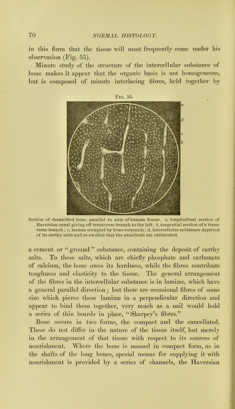 in this form that the tissue will most frequently come under his observation (Fig. 55). Minute study of the structure of the intercellular substance of bone makes it appear that the organic basis is not homogeneous, but is composed of minute interlacing fibres, held together by Fig. 55. Section of decalcified bone, parallel to axis of human femur, a, longitudinal section of Haversian canal giving off transverse branch to the left; h, tangential section of a trans- verse branch ; c, lacuna occupied by bone-corpuscle; d, intercellular substance deprived of its earthy salts and so swollen that the canaliculi are obliterated. a cement or ‘Aground” substance, containing the deposit of earthy salts. To these salts, which are chiefly [ihosphate and carbonate of calcium, the bone owes its hardness, while the fibres contribute toughness and elasticity to the tissue. The general arrangement of the fibres in the intercellular substance is in lamime, which have a general parallel direction ; but there are occasional fibres of some size which pierce these lamiiife in a perpendicular direction and appear to bind them together, very much as a nail would hold a series of thin boards in place, Sharpey’s fibres.’’ Bone occurs in two forms, the compact and the cancellated. These do not differ in the nature of the tissue itself, but merely in the arrangement of tliat tissue with respect to its sources of nourishment. Where the bone is massed in compact form, as in the shafts of the long bones, special means for supplying it with nourishment is provided by a series of channels, the Haversian