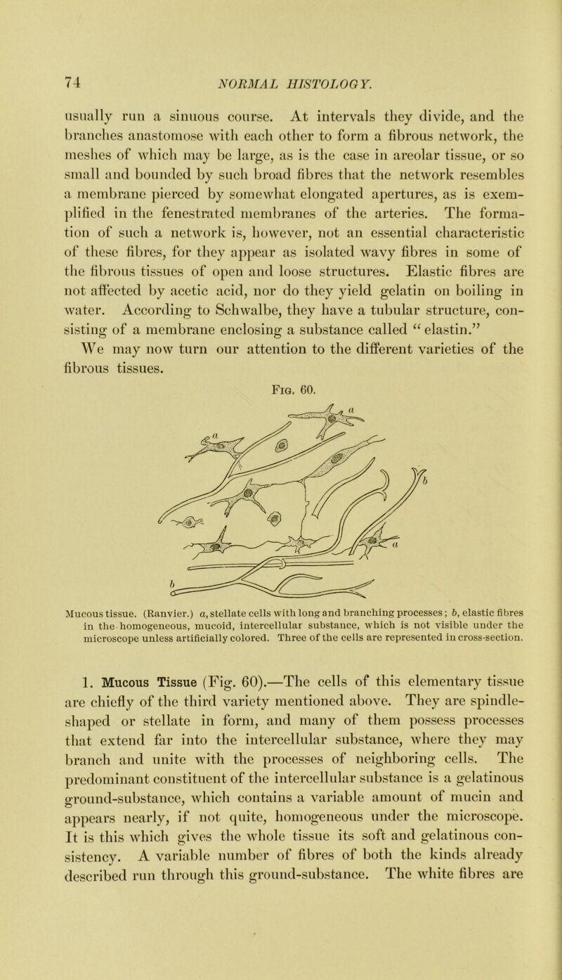 iisiuilly run a sinuous course. At intervals they divide, and the branches anastomose with each other to form a fibrous network, the meshes of which may be large, as is the case in areolar tissue, or so small and bounded by such broad fibres that the network resembles a membrane pierced by somewhat elongated apertures, as is exem- plified in the fenestrated membranes of the arteries. The forma- tion of such a network is, however, not an essential characteristic of these fibres, for they appear as isolated wavy fibres in some of the fibrous tissues of open and loose structures. Elastic fibres are not affected by acetic acid, nor do they yield gelatin on boiling in Avater. According to Schwalbe, they have a tubular structure, con- sisting of a membrane enclosing a substance called ^^elastin.’^ We may now turn our attention to the different varieties of the fibrous tissues. Fig. 60. Mucous tissue. (Ranvier.) a, stellate cells with long and branching processes; h, elastic fibres in the homogeneous, mucoid, intercellular substance, which is not visible under the microscope unless artificially colored. Three of the cells are represented in cross-section. 1. Mucous Tissue (Fig. 60).—The cells of this elementary tissue are chiefly of the third variety mentioned above. They are spindle- shaped or stellate in form, and many of them possess processes that extend far into the intercellular substance, where they may branch and unite with the processes of neighboring cells. The predominant constituent of the intercellular substance is a gelatinous ground-substance, which contains a variable amount of mucin and appears nearly, if not quite, homogeneous under the microscope. It is this which gives the Avhole tissue its soft and gelatinous con- sistency. A variable number of fibres of both the kinds already described run through this grouud-substance. The white fibres are