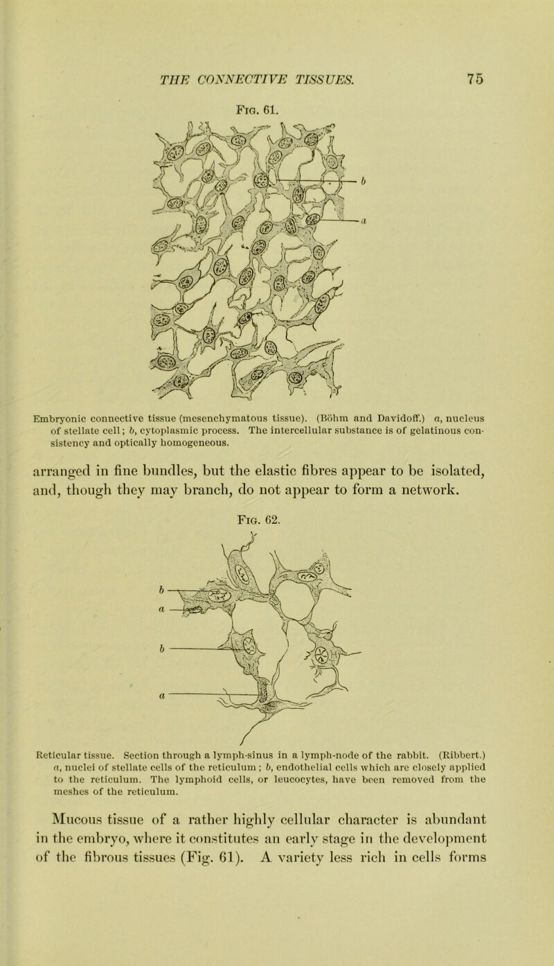 Embryonic connective tissue (mesenchymatous tissue). (Bohm and Davidoff.) a, nucleus of stellate cell; b, cytoplasmic process. The intercellular substance is of gelatinous con- sistency and optically homogeneous. arranged in fine bundles, but the elastic fibres appear to be isolated, and, though they may branch, do not appear to form a network. Fig. 62. Reticular tissiie. Section through a lymph-sinus in a lymph-node of the rabbit. (Ribbert.) n, nuclei of stellate cells of the reticulum ; b, endothelial cells which are closely applied to the reticulum. The lymphoid cells, or leucocytes, have been removed from the meshes of the reticulum. Mucous tissue of a rather highly cellular character is abundant in the embryo, where it constitutes an early stage in the development of the fibrous tissues (Fig. 61). A variety less rich in cells forms