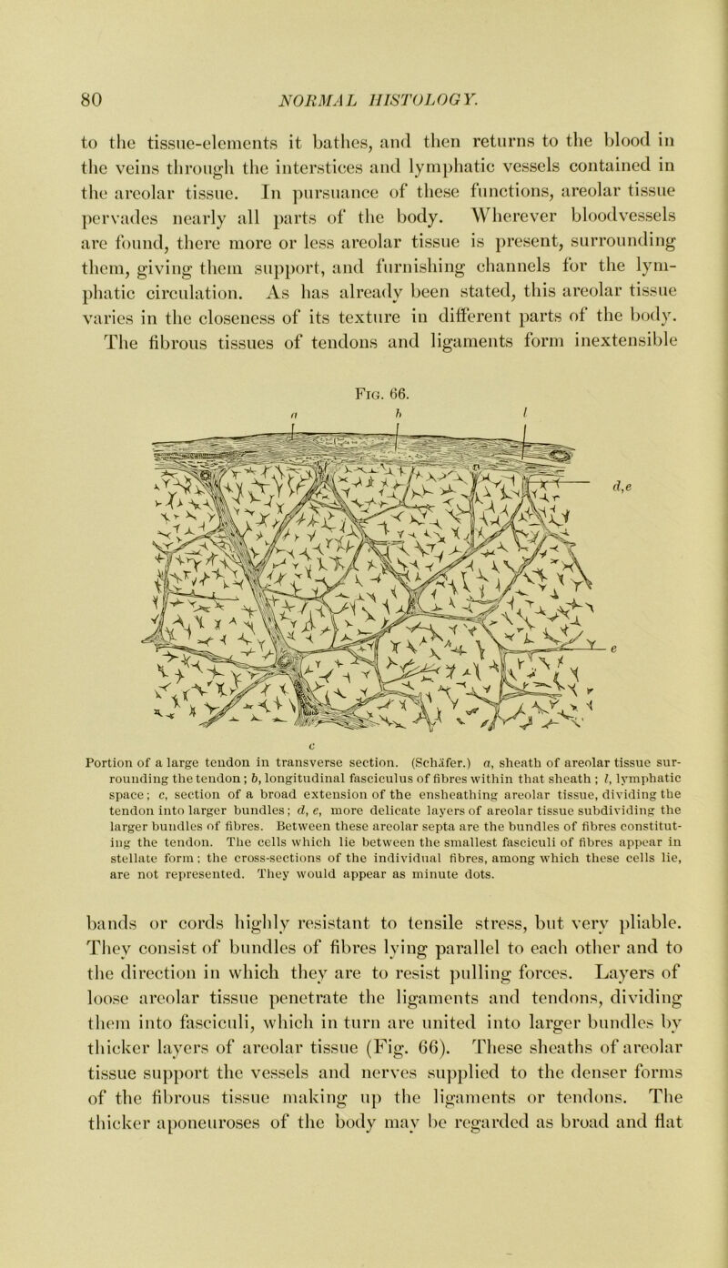to the tissue-elements it bathes, and then returns to the blood in the veins through the interstices and lymphatic vessels contained in the areolar tissue. In pursuance of these functions, areolar tissue pervades nearly all parts of the body. Wherever bloodvessels are found, there more or less areolar tissue is present, surrounding them, giving them support, and furnishing channels for the lym- phatic circulation. As has already been stated, this areolar tissue varies in the closeness of its texture in different parts of the body. The fibrous tissues of tendons and ligaments form inextensible Fig. 66. h I c Portion of a large tendon in transverse section. (Schafer.) a, sheath of areolar tissue sur- rounding the tendon; 5, longitudinal fasciculus of fibres within that sheath ; I, lymphatic space; c, section of a broad extension of the ensheathing areolar tissue, dividing the tendon into larger bundles; d, e, more delicate layers of areolar tissue subdividing the larger bundles of fibres. Between these areolar septa are the bundles of fibres constitut- ing the tendon. The cells which lie between the smallest fasciculi of fibres appear in stellate form; the cross-sections of the individual fibres, among which these cells lie, are not represented. They would appear as minute dots. bauds or cords higlily resistant to tensile stress, but very pliable. They consist of bundles of fibres lying parallel to each other and to the direction in which they are to resist pulling forces. Layers of loose areolar tissue penetrate the ligaments and tendons, dividing them into fasciculi, which in turn are united into larger bundles by thicker layers of areolar tissue (Fig. 66). These sheaths of areolar tissue support the vessels and nerves supplied to the denser forms of the fibrous tissue making up the ligaments or tendons. The thicker aponeuroses of the body may be regarded as broad and flat