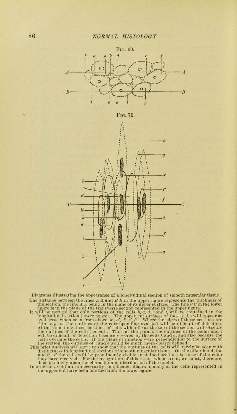 Fig. ()9. Fig. 70. Diagrams illustrating the appearance of a longitudinal section of smooth muscular tissue. The distance between the lines A A and B B in the upper figure represents the thickness of the section, the line A .1 being in the plane of its upper surface. The line C C in the lower figure is in the ydaue of the transverse section represented in the upper figure. It will be noticed that only portions of the cells, h, a, d, r and /, will be contained in the longitudinal section (lower figure). The \ipper cut surfaces of those cells will appear as oval areas when seen from above, h', a', d', Where the edges of those sections are thin—e. p., a—the outlines of the corresponding oval (a') will be difficult of detection. At the same time those portions of cells which lie at the top of the section will obscure the outlines of the cells beneath. Thus, at the point 6 the outlines of the cells f and e will be difficult of detection because covered by the cells k and a, and also because the cell i overlaps the cell e. If tlie ])lane of junction were perpendicular to the surface of the section, the outlines of i and e would be much more clearly defined. This brief analysis will serve to show that the outlines of the cells will rarely be seen with distinctness in longitudinal sections of smooth muscular tissue. On the other hand, the nuclei of the cells will be prominently visible in stained sections because of the color they have received. For the recognition of this tissue, when so cut, we must, therefore, depend chiefly upon the character and distribution of the nuclei. In order to avoid an unnecessarily complicated diagram, many of the cells represented in the upper cut have been omitted from the lower figure.