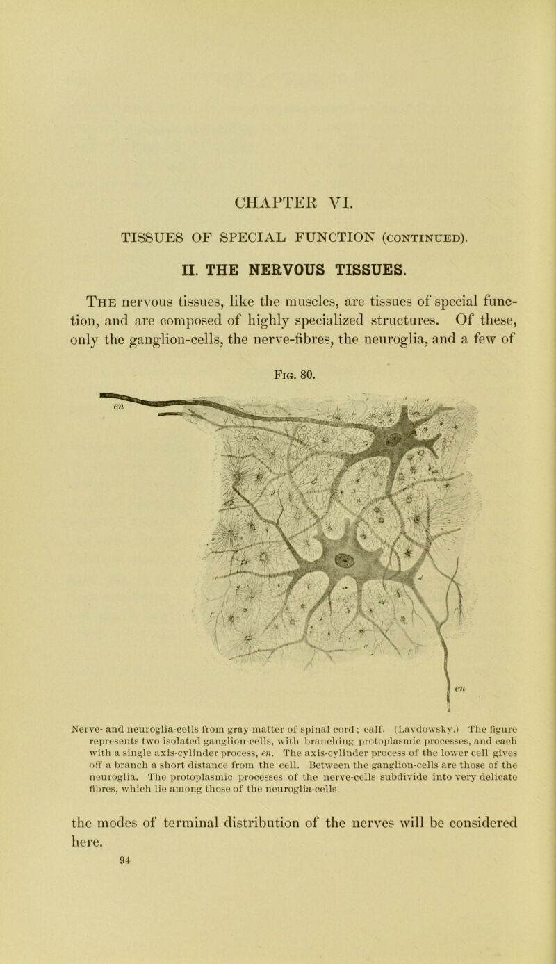 CHAPTER VI. TISSUES OF SPECIAL FUNCTION (continued). II. THE NERVOUS TISSUES. The nervous tissues, like the muscles, are tissues of special func- tion, and are composed of highly specialized structures. Of these, only the ganglion-cells, the nerve-fibres, the neuroglia, and a few of Fig. 80. Nerve- and neuroglia-cells from gray matter of spinal cord ; calf. (Lavdowsky.) The figure represents two isolated ganglion-cells, with branching protoplasmic processes, and each with a single axis-cylinder process, m. The axis-cylinder process of the lower cell gives olf a branch a short distance from the cell. Between the ganglion-cells are those of the neuroglia. The protoplasmic processes of the nerve-cells subdivide into verj^ delicate fibres, wliich lie among those of the neuroglia-cells. the modes of terminal distribution of the nerves will be considered here.