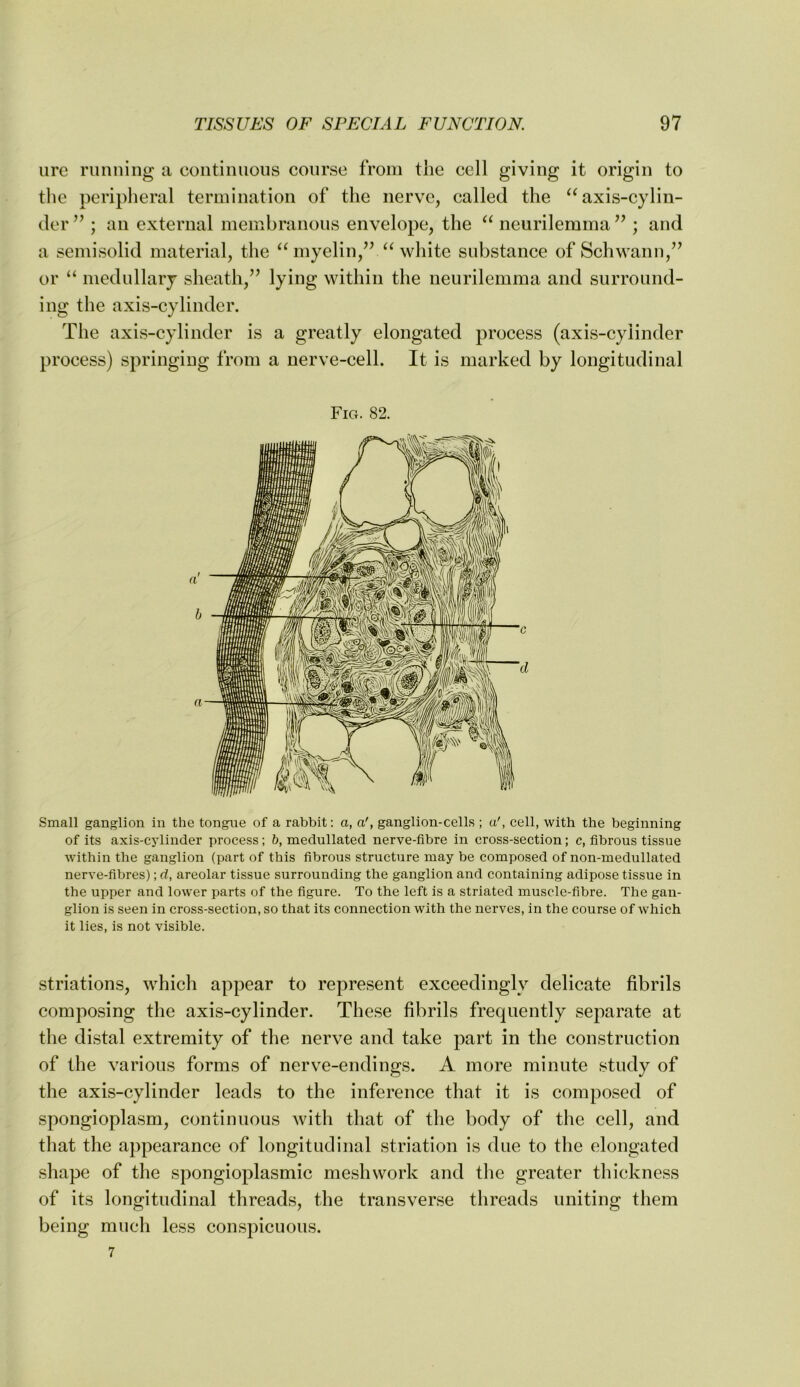 ure running a continnons course from the cell giving it origin to the peripheral termination of the nerve, called the ^^axis-cylin- der ” ; an external membranous envelope, the neurilemma ; and a semisolid material, the myelin,’f‘Svhite substance of Schwann,’’ or “ medullary sheath,” lying within the neurilemma and surround- ing the axis-cylinder. The axis-cylinder is a greatly elongated process (axis-cylinder process) springing from a nerve-cell. It is marked by longitudinal Fig. 82. Small ganglion in the tongue of a rabbit: a, a', ganglion-cells ; a', cell, with the beginning of its axis-cjUinder process; b, medullated nerve-fibre in cross-section; c, fibrous tissue within the ganglion (part of this fibrous structure may be composed of non-medullated nerve-fibres); d, areolar tissue surrounding the ganglion and containing adipose tissue in the upper and lower parts of the figure. To the left is a striated muscle-fibre. The gan- glion is seen in cross-section, so that its connection with the nerves, in the course of which it lies, is not visible. striations, which appear to represent exceedingly delicate fibrils composing the axis-cylinder. The.se fibrils frequently separate at the distal extremity of the nerve and take part in the construction of the various forms of nerve-endings. A more minute study of the axis-cylinder leads to the inference that it is composed of spongioplasm, continuous with that of the body of the cell, and that the appearance of longitudinal striation is due to the elongated shape of the spongioplasmic mesh work and the greater thickness of its longitudinal threads, the transverse threads uniting them being much less conspicuous. 7