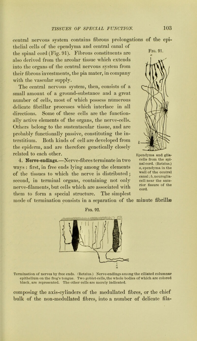 Fig. 91. central nervous system contains fibrous prolongations of the epi- thelial cells of the ependyma and central canal of the spinal cord (Fig. 91). Fibrous constituents are also derived from the areolar tissue which extends into the organs of the central nervous system from their fibrous investments, the pia mater, in company with the vascular supply. The central nervous system, then, consists of a small amount of a groimd-substance and a great number of cells, most of which possess numerous delicate fibrillar processes which interlace in all directions. Some of these cells are the function- ally active elements of the organs, the nerve-cells. Others belong to the sustentacnlar tissue, and are probably functionally passive, constituting the in- terstitinm. Both kinds of cell are developed from the epiderm, and are therefore genetically closely related to each other. 4. Nerve-endings.—Nerve-fibres terminate in two ways : first, in free ends lying among the elements of the tissues to which the nerve is distributed; second, in terminal organs, containing not only nerve-filaments, but cells which are associated with them to form a special structure. The simplest mode of termination consists in a separation of the minute fibrillaB Ependyma and glia- cells from the spi- nal cord. (Retzius.) a, ependyma in the wall of the central canal; b, neuroglia- cell near the ante- rior fissure of the cord. Fig. 92. Termination of nerves by free ends. (Retzius.) Nerve-endings among the ciliated columnar epithelium on the frog’s tongue. Two goblet-cells, the whole bodies of which are colored black, are represented. The other cells are merely indicated. composing the axis-cylinders of the medullated fibres, or the chief bulk of the non-medullated fibres, into a number of delicate fila-