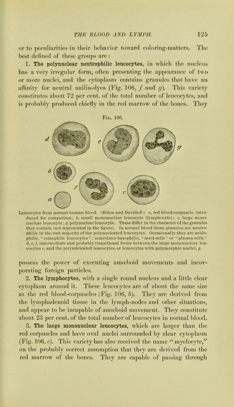 or to peciiliiirities in their behavior toward coloring-matters. Tlie best defined of tlicse groups are : 1. The polynuclear neutrophilic leucocytes, in wliich the nneleiis has a very irregular form, often presenting the appearance of two or more nuclei, and the cytoplasm contains granules that have an affinity for neutral anilin-dyes (Fig. 106, / and g). This variety constitutes about 72 per cent, of the total number of leucocytes, and is probably produced chiefly in the red marrow of the bones. They Fig. 106. Leucocytes from normal human blood. (Bohm and DavidoflF.) a, red blood-corpuscle, intro- duced for comparison; h, small mononuclear leucocyte (lymphocyte); c, large mono- nuclear leucocyte ; p, polynuclear leucocyte. These differ in the character of the granules they contain (not represented in the figure). In normal blood those granules are neutro- philic in the vast majority of the polynucleated leucocytes. Occasionally they are acido- philic, “ esinophile leucocytes”; sometimes basophilic,‘‘mast-cells ” or “plasma-cells.” d, e,f, intermediate and probably transitional forms between the large mononuclear leu- cocytes c, and the polynucleated leucocytes, or leucocytes with polymorphic nuclei, g. possess the power of executing amoeboid movements and incor- porating foreign particles. 2. The lymphocytes, with a single round nucleus and a little clear cytoplasm around it. These leucocytes are of about the same size as the red blood-corpuscles (Fig. 106, h). They are derived from the lymphadenoid tissue in the lymph-nodes and other situations, and appear to be incapable of amoeboid movement. They constitute about 23 per cent, of the total number of leucocytes in normal blood. 3. The large mononuclear leucocytes, which are larger than the red corpuscles and have oval nuclei surrounded by clear cytoplasm (Fig. 106, c). This variety has also received the name myelocyte,’^ on the probably correct assumption that tliey are derived from the red marrow of the bones. They are capable of passing through