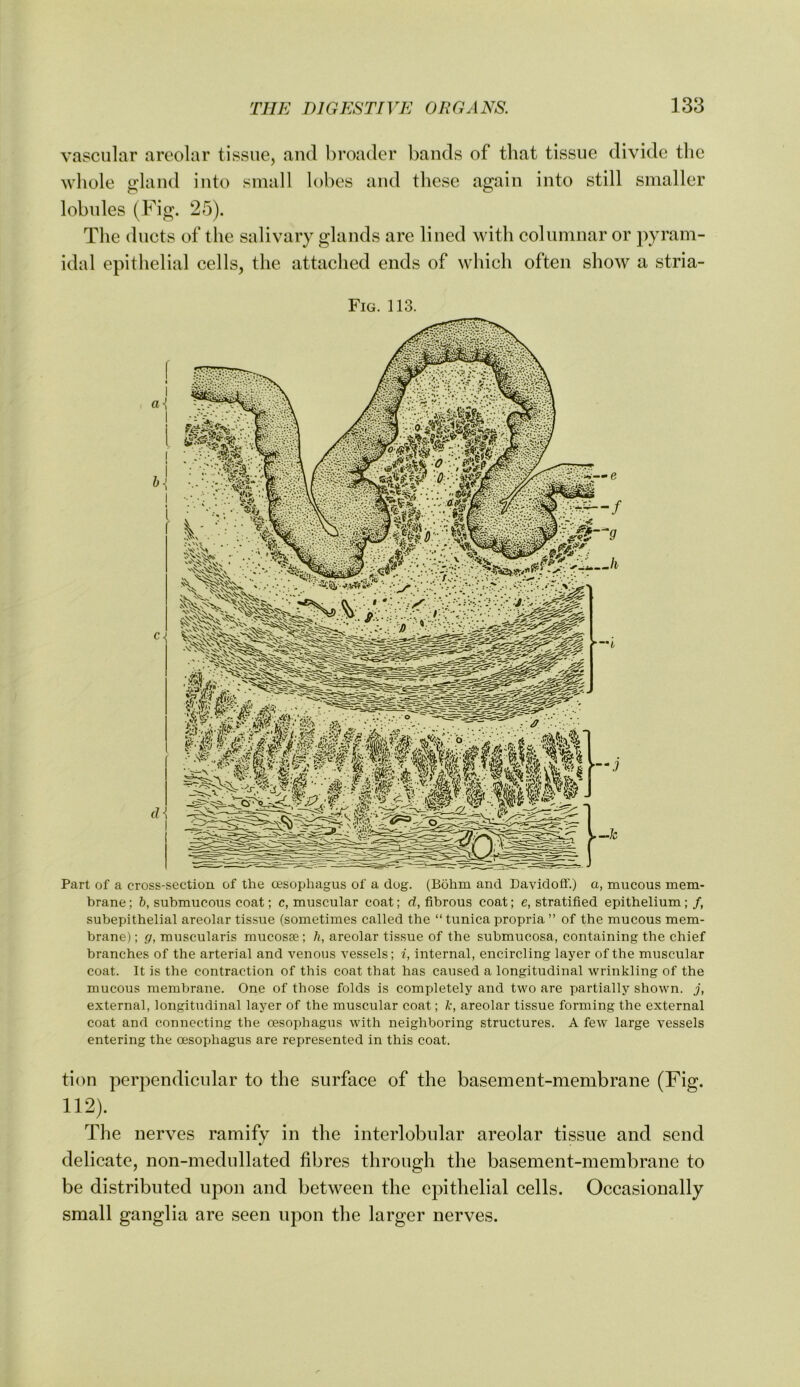 vascular art'olar tissue, and broader bands of that tissue divide tlie whole gland into small lobes and these again into still smaller lobides (Fig. 25). The ducts of the salivary glands are lined with columnar or pyram- idal epithelial cells, the attached ends of which often show a stria- Fig. 113. Part of a cross-section of the cesophagus of a clog. (Bohm and Davidoff.) a, mucous mem- brane ; b, submucous coat; c, muscular coat; d, fibrous coat; e, stratified epithelium; /, subepithelial areolar tissue (sometimes called the “ tunica propria ” of the mucous mem- brane) ; g, muscularis mucosae; li, areolar tis.sue of the suhmucosa, containing the chief branches of the arterial and venous vessels; i, internal, encircling layer of the muscular coat. It is the contraction of this coat that has caused a longitudinal wrinkling of the mucous membrane. One of those folds is completely and two are partially shown, j, external, longitudinal layer of the muscular coat; k, areolar tissue forming the external coat and connecting the oesophagus with neighboring structures. A few large vessels entering the oesophagus are represented in this coat. tion perpendicular to the surface of the basement-membrane (Fig. 112). The nerves ramify in the interlobular areolar tissue and send delicate, non-medullated fibres through the basement-membrane to be distributed upon and between the epithelial cells. Occasionally small ganglia are seen upon the larger nerves.