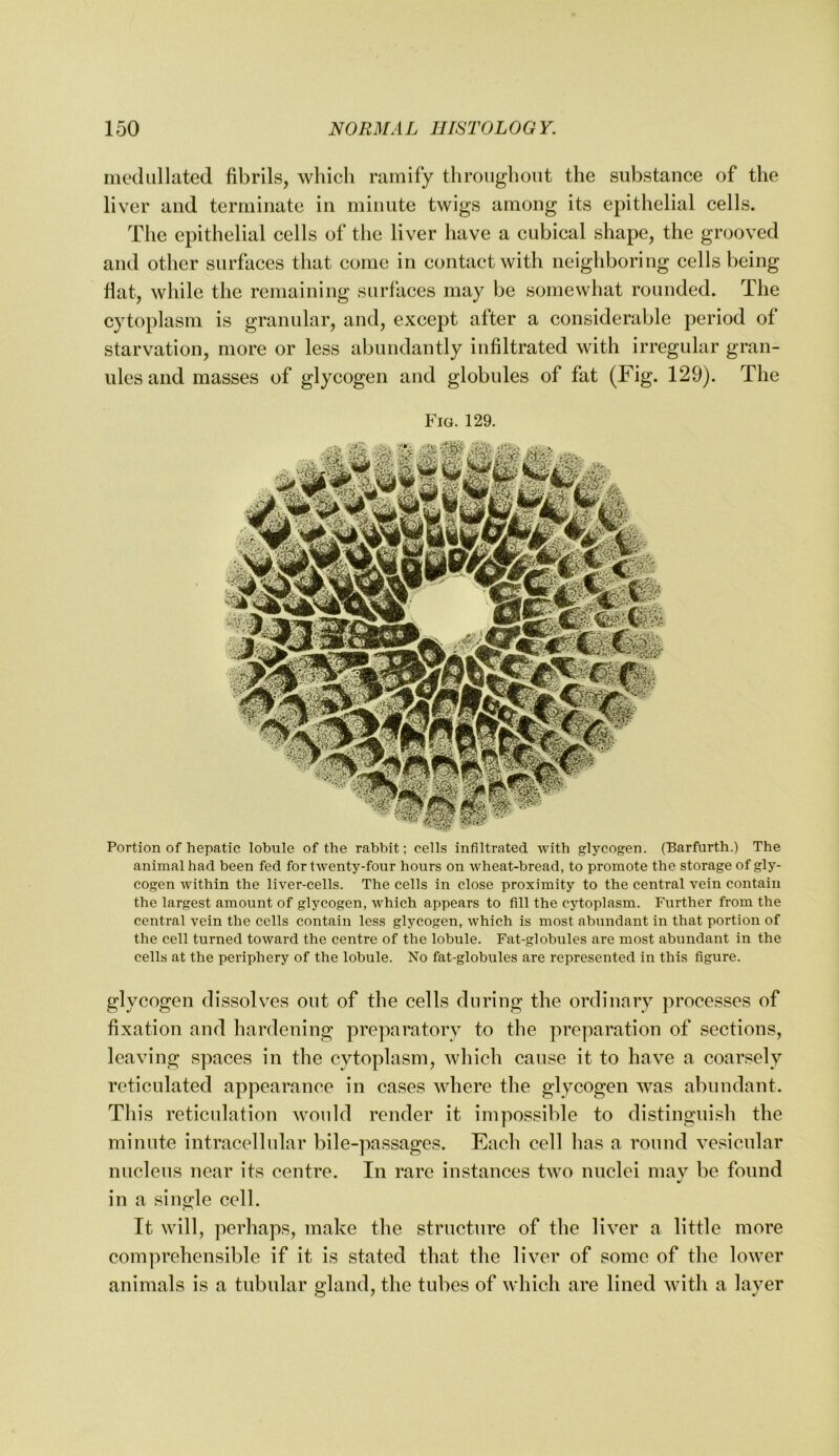 inediillated fibrils, which ramify throughout the substance of the liver and terminate in minute twigs among its epithelial cells. The epithelial cells of the liver have a cubical shape, the grooved and other surfaces that come in contact with neighboring cells being fiat, while the remaining surfaces may be somewhat rounded. The cytoplasm is granular, and, except after a considerable period of starvation, more or less abundantly infiltrated with irregular gran- ules and masses of glycogen and globules of fat (Fig. 129). The Fig. 129. Portion of hepatic lobule of the rabbit; cells infiltrated with glycogen. (Barfurth.) The animal had been fed for twenty-four hours on wheat-bread, to promote the storage of gly- cogen within the liver-cells. The cells in close proximity to the central vein contain the largest amount of glycogen, which appears to fill the cytoplasm. Further from the central vein the cells contain less glycogen, which is most abundant in that portion of the cell turned toward the centre of the lobule. Fat-globules are most abundant in the cells at the periphery of the lobule. No fat-globules are represented in this figure. glycogen dissolves out of the cells during the ordiiinry processes of fixation and hardening preparatory to the preparation of sections, leaving spaces in the cytoplasm, which cause it to have a coarsely reticulated appearance in cases where the glycogen was abundant. This reticulation would render it impossible to distinguish the minute intracellular bile-passages. Each cell has a round vesicular nucleus near its centre. In rare instances two nuclei niav be found in a single cell. It will, perhaps, make the structure of the liver a little more comprehensible if it is stated that the liver of some of the lower animals is a tubular gland, the tubes of which are lined with a layer