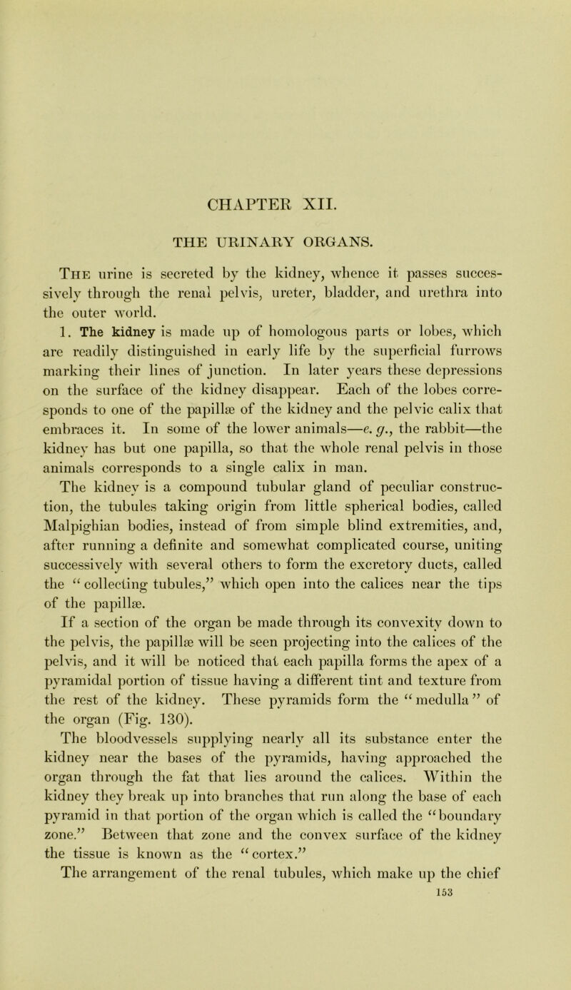 CHAPTER XII. THE URINARY ORGANS. The urine is secreted by the kidney, whence it passes succes- sively through the renal pelvis, ureter, bladder, and urethra into the outer world. 1. The kidney is made up of homologous parts or lobes, which are readily distinguished in early life by the superficial furrows marking their lines of junction. In later years these depressions on the surface of the kidney disappear. Each of the lobes corre- sponds to one of the papillje of the kidney and the pelvic calix that embraces it. In some of the lower animals—e. g.^ the rabbit—the kidney has but one papilla, so that the whole renal pelvis in those animals corresponds to a single calix in man. The kidney is a compound tubular gland of peculiar construc- tion, the tubules taking origin from little spherical bodies, called Malpighian bodies, instead of from simple blind extremities, and, aft(ir running a definite and somewhat complicated course, uniting successively with several others to form the excretory ducts, called the “ collecting tubules,’’ which open into the calices near the tips of the papillae. If a section of the organ be made through its convexity down to the pelvis, the papillae will be seen projecting into the calices of the pelvis, and it will be noticed that each papilla forms the apex of a pyramidal portion of tissue having a different tint and texture from the rest of the kidney. These pyramids form the medulla ” of the organ (Fig. 130). The bloodvessels supplying nearly all its substance enter the kidney near the bases of the pyramids, having approached the organ through the fat that lies around the calices. Within the kidney they break up into branches that run along the base of each pyramid in that portion of the organ which is called the boundary zone.” Between that zone and the convex surface of the kidney the tissue is known as the cortex.” The arrangement of the renal tubules, Avhich make up the chief