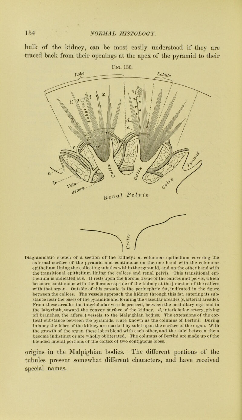 bulk of the kidney, can be most easily understood if they are traced back from their openings at the apex of the pyramid to their Fig. 130. Diagrammatic sketch of a section of the kidney: a, columnar epithelium covering the external surface of the pyramid and continuous on the one hand with the columnar epithelium lining the collecting tubules within the pyramid, and on the other hand with the transitional epithelium lining the calices and renal pelvis. This transitional epi- thelium is indicated at h. It rests upon the fibrous tissue of the calices and pelvis, which becomes continuous with the fibrous capsule of the kidney at the junction of the calices with that organ. Outside of this capsule is the perinephric fat, indicated in the figure between the calices. The vessels approach the kidney through this fat, entering its sub- stance near the bases of the pyramids and forming the vascular arcades (e, arterial arcade). From these arcades the interlobular vessels proceed, between the medullary rays and in the labyrinth, toward the convex surface of the kidney, d, interlobular artery, giving off branches, the afferent vessels, to the Malpighian bodies. The extensions of the cor- tical substance between tbe pyramids, c, are known as the colnmns of Bertini. During infancy the lobes of the kidney are marked by sulci upon the surface of the organ. With the growth of the organ these lobes blend with each other, and the sulci between them become indistinct or are wholly obliterated. The colnmns of Bertini are made up of the blended lateral portions of the cortex of two contiguous lobes. origins in the Malpighian bodies. The different portions of the tubules present somewhat different characters, and have received special names.