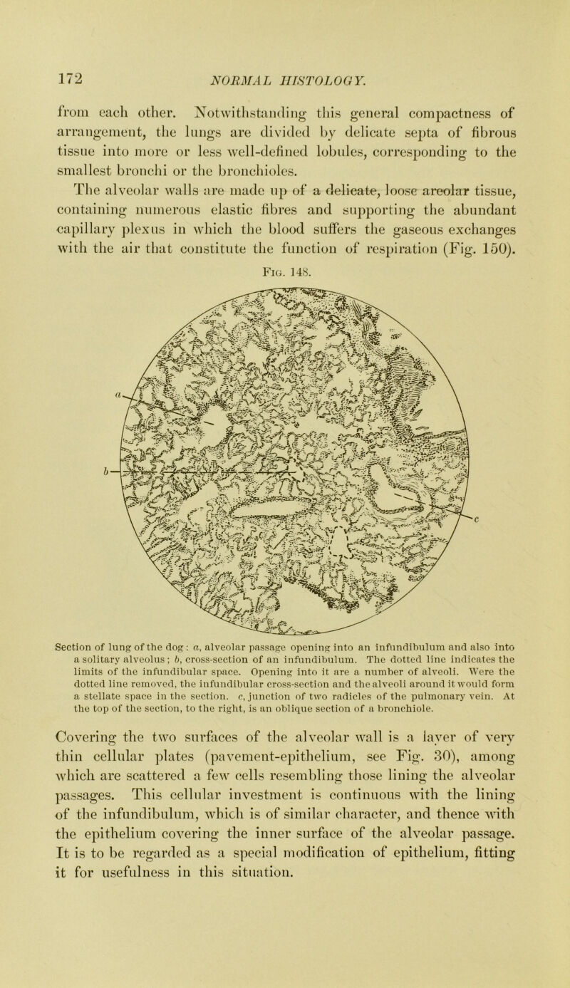 from eacli other. Notwitlistanding this general compactness of arrangement, the lungs are divided hy delicate septa of fibrous tissue into more or less well-defined lobules, corresponding to the smallest bronchi or the bronchioles. T1 le alveolar walls are made up of a delicate, loose areolar tissue, containing numerous elastic fibres and supporting the abundant capillary plexus in which the blood suffers the gaseous exchanges with the air that constitute the function of respiration (Fig. 150). Fig. 148. Section of lung of the dog : a, alveolar passage opening into an infundibulum and also into a solitary alveolus ; h, cross-section of an infundibulum. The dotted line indicates the limits of the infundibular space. Opening into it are a number of alveoli. Were the dotted line removed, the infundibular cross-section and the alveoli around it-would form a stellate space in the section, c, junction of two radicles of the pulmonary vein. At the top of the section, to the right, is an oblique section of a bronchiole. Covering the two surfaces of the alveolar wall is a layer of very thin cellular plates (pavement-epithelium, see Fig. 80), among Avhich are scattered a few cells resembling those lining the alveolar passages. This cellular investment is continuous with the lining of the infundibulum, which is of similar character, and thence with the epithelium covering the inner surface of the alveolar passage. It is to be regarded as a special modification of epithelium, fitting it for usefulness in this situation.