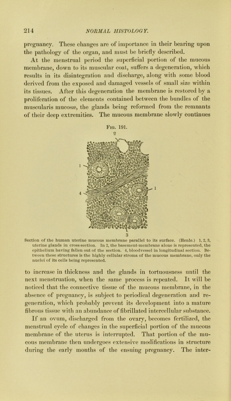 pregnancy. These changes are of importance in their bearing upon the pathology of the organ, and must be briefly described. At the menstrual period the superficial portion of the mucous membrane, down to its muscular coat, suffers a degeneration, which results in its disintegration and discharge, along with some blood derived from the exposed and damaged vessels of small size within its tissues. After this degeneration the membrane is restored by a proliferation of the elements contained between the bundles of the muscularis mucoste, the glands being reformed from the remnants of their deep extremities. The mucous membrane slowly continues Fig. 191. 2 3 Section of the human uterine mucous membrane parallel to its surface. (Henle.) 1, 2, 3, uterine glands in cross-section. In 2, the basement-membrane alone is represented, the epithelium having fallen out of the section. 4, bloodvessel in longitudinal section. Be- tween these structures is the highly cellular stroma of the mucous membrane, only the nuclei of its cells being represented. to increase in thickness and the glands in tortuousness until the next menstruation, when the same process is repeated. It will be noticed that the connective tissue of the mucous membrane, in the absence of pregnancy, is subject to periodical degeneration and re- generation, which probably prevent its development into a mature fibrous tissue with an abundance of fibrillated intercellular substance. If an ovum, discharged from the ovary, becomes fertilized, the menstrual cycle of clianges in the superficial portion of the mucous membrane of the uterus is interrupted. That portion of the mu- cous membrane then undergoes extensive modifications in structure during the early months of the ensuing pregnancy. The inter-