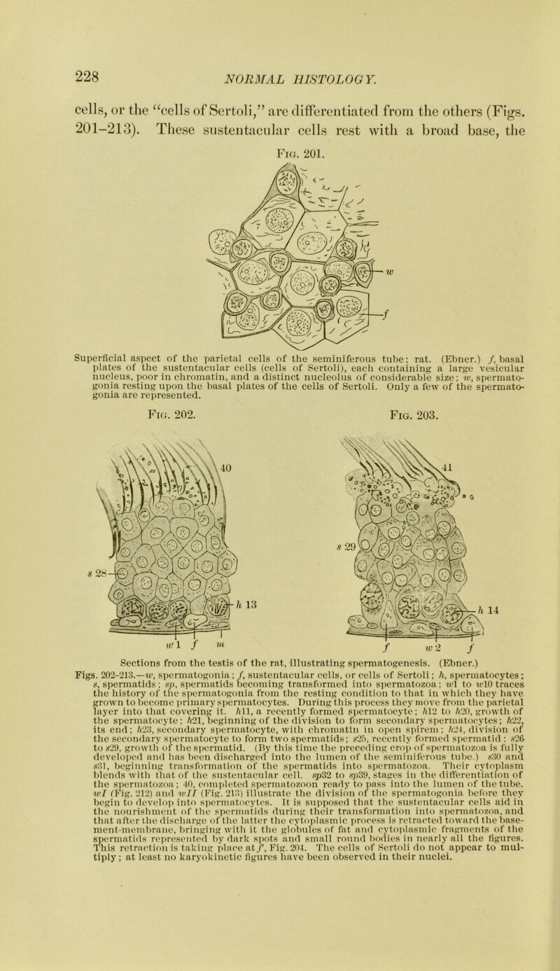 cells, or the ^^cells of Sertoli/’ are dilferentiated from the others (Figs. 201-213). These siisteiitacular cells rest with a broad base, the Fig. 201. Superficial aspect of the parietal cells of the seminiferous tube: rat. (Ebner.) /.basal plates of the sustentacular cells (cells of Sertoli), each containing a large vesicular nucleus, poor in chromatin, and a distinct nucleolus of considerable size; ?<;, spermato- gonia resting upon the basal plates of the cells of Sertoli. Only a few of the spermato- gonia are represented. Fig. 202. Fig. 203. Sections from the testis of the rat, illustrating spermatogenesis. (Ebner.) Figs. 202-21S.—W, spermatogonia ; /, sustentacular cells, or cells of Sertoli; h, spermatocytes; s, spermatids ; sp, spermatids becoming transformed into spermatozoa; tel to ?cl0 traces the history of the spermatogonia from the resting condition to that in which they have grown to become primary spermatocytes. During this process they move from the parietal layer into that covering it. /dl, a recently formed spermatocyte; hV2 to /i20, growth of the spermatocyte; /i‘21, beginning of the division to form secondary spermatocytes; li22, its end; /r23, secondary spermatocyte, with chromatin in open spi'rem; /i24, division of the secondary spermatocyte to form two spermatids; s2fi, recently formed spermatid : s26 to s29, growth of the si)crmatid. (By this time the preceding cro{) of spermatozoa is fully developed and has been discharged into the lumen of the seminiferous tube.) ,<10 and s:ll, beginning transformation of the spermatids into spermatozoa. Their cytoplasm blends with that of the sustentacular cell. ,sp32 to ,sp39, stages in the differentiation of the spermatozoa; 40, completed spermatozoon ready to pass into the lumen of the tube. wl (Fig. 212) and wTI (Fig. 213) illustrate the division of the spermatogonia before they begin to develoy) into spermatoeytes. It is supposed that the sustentacular cells aid in the nourishment of the spermatids during their transformation into spermatozoa, and that after the discharge of the latter the cytoytlasmic process is retracte<l toward the base- ment-membrane, bringing with it the globules of fat and cytoplasmic fragments of the spermatids represented by dark spots and small round bodies in nearly all the figures. This retraction is taking place at/, Fig. 294. The cells of Sertoli do not appear to mul- tiply ; at least no karyokinetic figures have been observed in their nuclei.