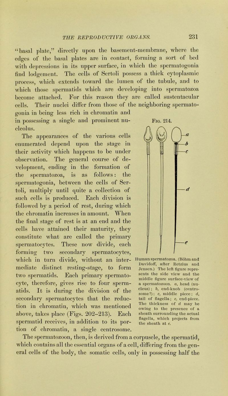 Fig. 214. ‘4)asal plate/’ directly upon the basement-membrane, where the edges of the basal plates are in contact, forming a sort of bed with depressions in its upper surface, in which the spermatogonia find lodgement. The eells of Sertoli possess a thick cytoplasmic process, which extends toward the lumen of the tubule, and to which those spermatids whieh are develojiiug into spermatozoa become attached. For this reason they are called sustentacular cells. Their nuclei differ from those of the neighboring spermato- gonia in being less rich in chromatin and in possessing a single and prominent nu- cleolus. The appearances of the various cells enumerated depend upon the stage in their activity which happens to be under observation. The general course of de- velopment, ending in the formation of the spermatozoa, is as follows: the spermatogonia, between the cells of Ser- toli, multiply until quite a collection of such cells is produced. Each division is followed by a period of rest, during whieh the chromatin increases in amount. When the final sta^e of rest is at an end and the cells have attained their maturity, they constitute what are called the primary spermatocytes. These now divide, each forming two secondary spermatocytes, which in turn divide, without an inter- Human spermatozoa. (B5hm and Davidoff, after Retzius and Jensen.) The left figure repre- sents the side view and the middle figure surface-view of a spermatozoon, a, head (nu- cleus) ; b, end-knob (centro- some?); c, middle piece: d, tail of flagella; e, end-piece. The thickness of d may be owing to the presence of a sheath surrounding the actual flagella, which projects from the sheath at e. mediate distinct resting-stage, to form two spermatids. Each primary spermato- cyte, therefore, gives rise to four sperm- atids. It is during the division of the secondary spermatocytes that the reduc- tion in chromatin, which was mentioned above, takes place (Figs. 202-213). Each spermatid receives, in addition to its por- tion of chromatin, a single centrosome. The spermatozoon, then, is derived from a corpuscle, the spermatid, which contains all the essential organs of a cell, differing from the gen- eral cells of the body, the somatic cells, only in possessing half the
