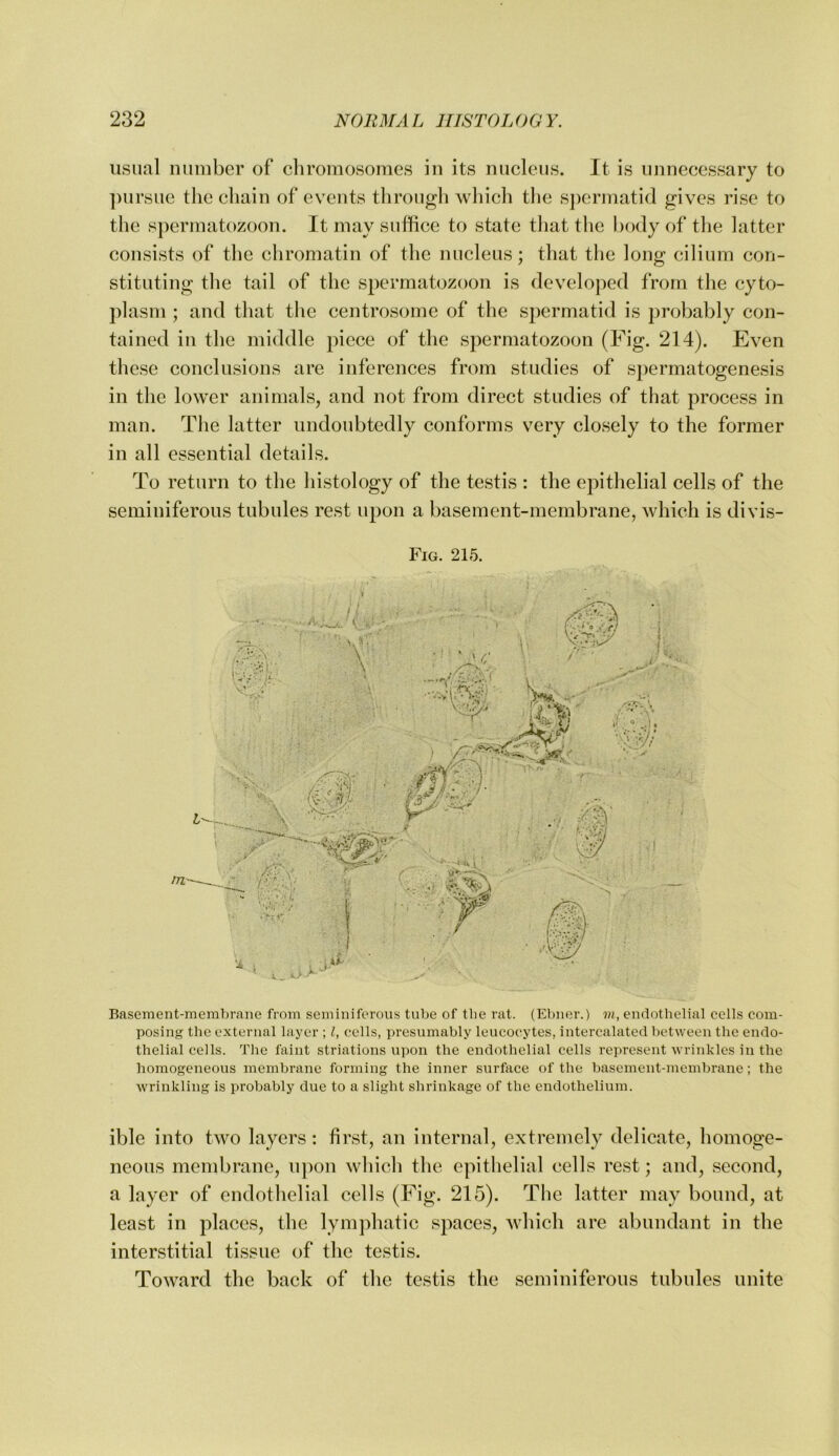 usual number of cliroinosomes in its nucleus. It is unnecessary to ])ursue tlie chain of events through which the sj)ermatid gives rise to the spermatozoon. It may suffice to state that the bodyof tlie latter consists of the chromatin of the nucleus; that tlie long cilium con- stituting the tail of the spermatozoon is developed from the cyto- plasm ; and that the centrosome of the spermatid is probably con- tained in the middle piece of the spermatozoon (Fig. 214). Even these conclusions are inferences from studies of spermatogenesis in the lower animals, and not from direct studies of that process in man. The latter undoubtedly conforms very closely to the former in all essential details. To return to the histology of the testis : the epithelial cells of the seminiferous tubules rest upon a basement-membrane, which is divis- Fig. 215. Basement-membrane from seminiferous tube of tlie rat. (Ebner.) vi, endothelial cells com- posing the external layer ; I, cells, presumably leucocytes, intercalated between the endo- thelial cells. The faint striations upon the endothelial cells represent wrinkles in the homogeneous membrane forming the inner surface of the basement-membrane; the wrinkling is probably due to a slight shrinkage of the endothelium. ible into two layers : first, an internal, extremely delieate, homoge- neous membrane, ujion which the epithelial cells rest; and, .seeond, a layer of endothelial cells (Fig. 215). The latter may bound, at least in places, the lymphatic spaces, which are abundant in the interstitial tissue of the testis. Toward the back of the testis the seminiferous tubules unite