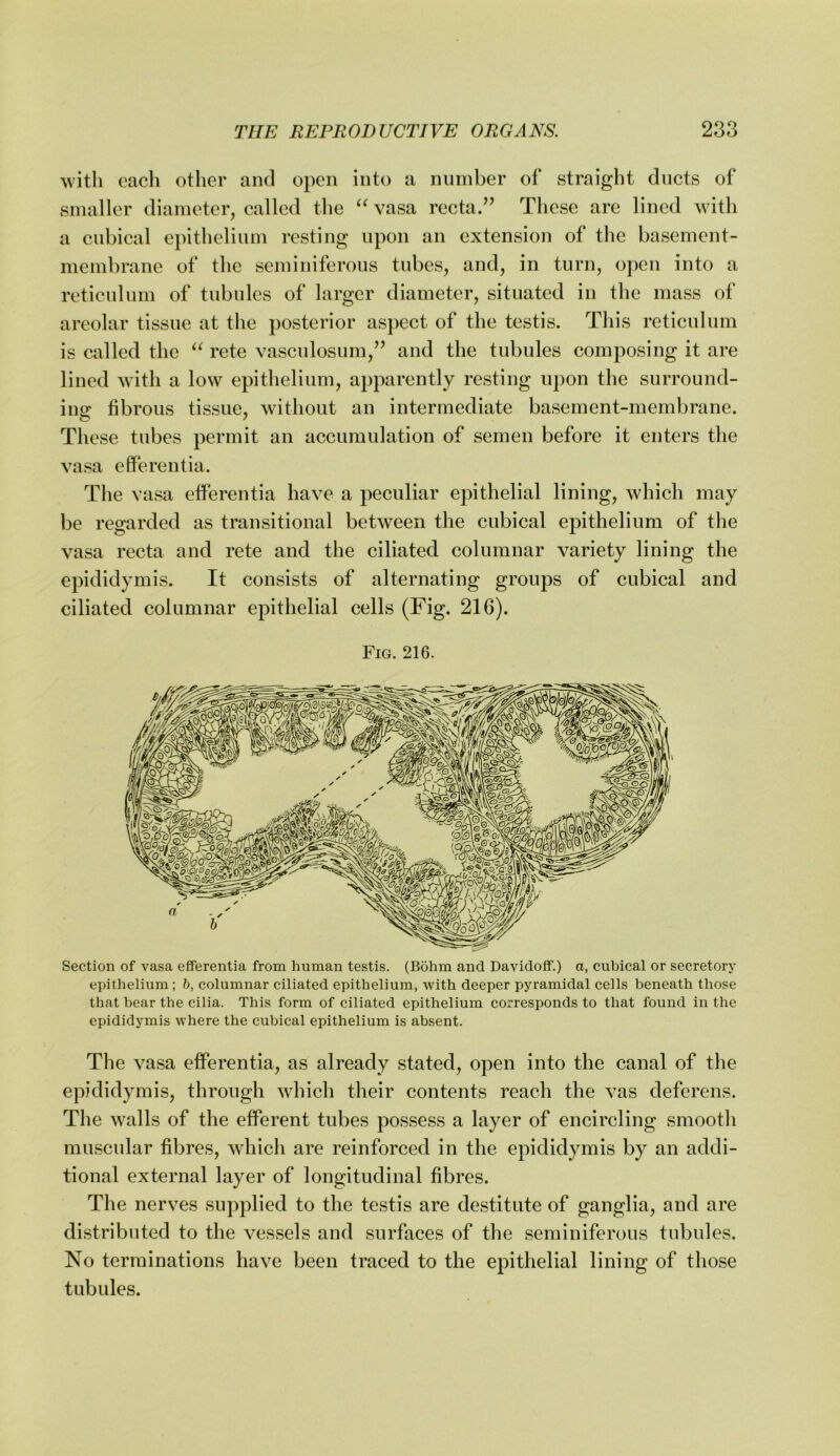 ^vitli each otlier and open into a number of straight ducts of smaller diameter, called the vasa recta/’ These are lined with a cubical epithelium resting upon an extension of the basement- membrane of the seminiferous tubes, and, in turn, ojien into a retienliun of tubules of larger diameter, situated in the mass of areolar tissue at the posterior aspect of the testis. This reticulum is called the rete vasculosiim,” and the tubules composing it are lined with a low epithelium, apparently resting upon the surround- iiiir tibroiis tissue, without an intermediate basement-membrane. These tubes permit an accumulation of semen before it enters the vasa efferentia. The vasa efferentia have a peculiar epithelial lining, which may be regarded as transitional between the cubical epithelium of the vasa recta and rete and the ciliated columnar variety lining the epididymis. It consists of alternating groups of cubical and ciliated columnar epithelial cells (Fig. 216). Fig. 216. Section of vasa efferentia from human testis. (Bohm and Davidoff.) a, cubical or secretory epithelium ; h, columnar ciliated epithelium, with deeper pyramidal cells beneath those that bear the cilia. This form of ciliated epithelium corresponds to that found in the epididymis where the cubical epithelium is absent. The vasa efferentia, as already stated, open into the canal of the epididymis, through which their contents reach the vas deferens. The walls of the efferent tubes possess a layer of encircling smooth muscular fibres, which are reinforced in the epididymis by an addi- tional external layer of longitudinal fibres. The nerves supplied to the testis are destitute of ganglia, and are distributed to the vessels and surfaces of the seminiferous tubules. No terminations have been traced to the epithelial lining of those tubules.