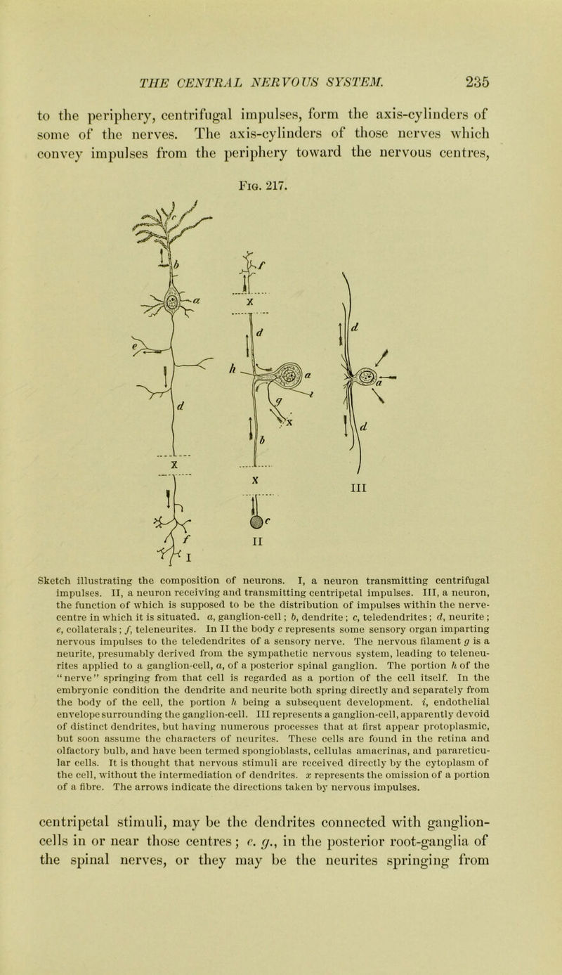 to the periphery, eentrifugal impulses, form the axis-cylinders of some of the nerves. The axis-cylinders of those nerves which convey impulses from the periphery toward the nervous centres. Fig. 217. Sketch illustrating the composition of neurons. I, a neuron transmitting centrifugal impulses. II, a neuron receiving and transmitting centripetal impulses. Ill, a neuron, the function of which is supposed to be the distribution of impulses within the nerve- centre in which it is situated, a, ganglion-cell; b, dendrite ; c, teledendrites ; d, neurite ; e, collaterals ; /, teleneurites. In II the body c represents some sensory organ imparting nervous impulses to the teledendrites of a sensory nerve. The nervous filament (7 is a neurite, presumably derived from the sympathetic nervous system, leading to teleneu- rites applied to a ganglion-cell, a, of a posterior spinal ganglion. The portion h of the “nerve” springing from that cell is regarded as a portion of the cell itself. In the embryonic condition the dendrite and neurite both spring directly and separately from the body of the cell, the portion h being a subsequent development, i, endothelial envelope surrounding the ganglion-cell. Ill represents a ganglion-cell, apparently devoid of distinct dendrites, but having numerous processes that at first appear protoplasmic, but soon assume the characters of neurites. These cells are found in the retina and olfactory bulb, and have been termed spongioblasts, cellulas amacrinas, and parareticu- lar cells. It is thought that nervous stimuli are received directly by the cytoplasm of the cell, without the intermediation of dendrites, x represents the omission of a portion of a fibre. The arrows indicate the directions taken by nervous impulses. centripetal stimuli, may be the dendrites connected with ganglion- cells in or near those centres; c. g., in the posterior root-ganglia of the spinal nerves, or they may be the neurites springing from