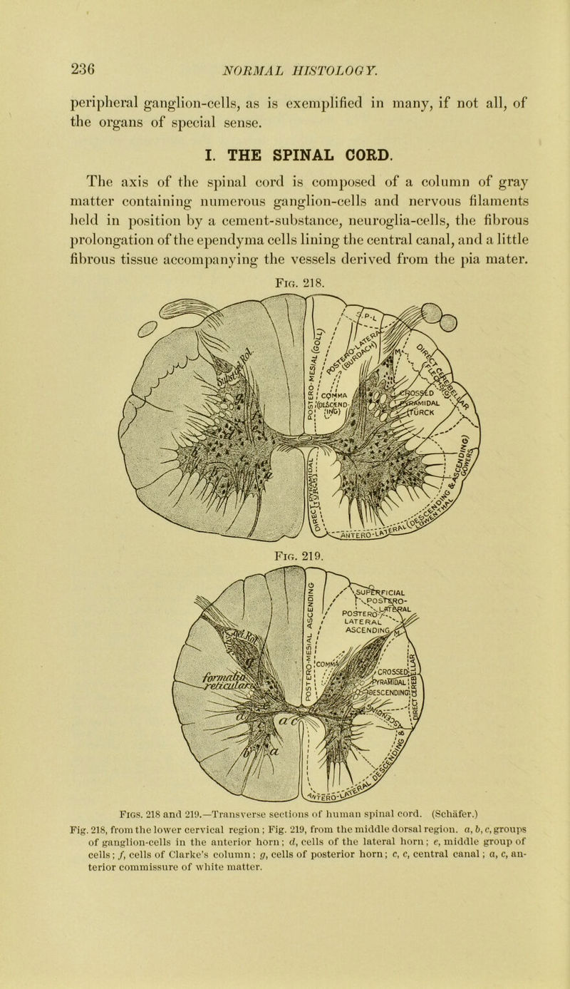 peripheral ganglion-cells^ as is exemplified in many, if not all, of the organs of special sense. I. THE SPINAL CORD. The axis of the spinal cord is composed of a column of gray matter containing numerous ganglion-cells and nervous filaments held in position by a cement-substance, neuroglia-cells, the fibrous prolongation of the ependyma cells lining the central canal, and a little fibrous tissue accompanying the vessels derived from the pia mater. Fig. 218. Figs. 218 anti 21*.).—Transverse sections of human spinal cord. (Schafer.) Fig. 218, from the lower cervical region ; Fig. 219, from the middle dorsal region, a, h, c, groups of ganglion-cells in the anterior horn; d, cells of the lateral horn; e, middle group of cells; /, cells of Clarke’s column; g, cells of posterior horn; c, c, central canal; n, c, an- terior commissure of white matter.