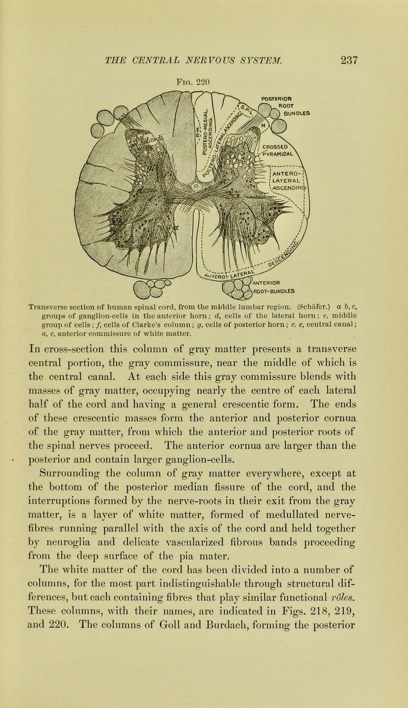 Fio. 2*20 Transverse section of human spinal cord, from the middle lumbar region. (Schafer.) a b, c, groups of ganglion-cells in the anterior horn; d, cells of the lateral horn; e, middle group of cells ; /, cells of Clarke’s column; g, cells of posterior horn ; c. c, central canal; a, c, anterior commissure of white matter. In cross-section this column of gray matter presents a transverse central portion, the gray commissure, near the middle of which is the central canal. At each side this gray commissure blends with masses of gray matter, occupying nearly the centre of each lateral half of the cord and having a general crescentic form. The ends of these crescentic masses form the anterior and posterior cornua of the gray matter, from which the anterior and posterior roots of the spinal nerves proceed. The anterior cornua are larger than the posterior and contain larger ganglion-cells. Surrounding the column of gray matter everywhere, except at the bottom of the posterior median fissure of the cord, and the interruptions formed by the nerve-roots in their exit from the gray matter, is a layer of white matter, formed of medullated nerve- fibres running parallel with the axis of the cord and held together by neuroglia and delicate vascularized fibrous bands proceeding from the deep surface of the pia mater. The white matter of the cord has been divided into a number of columns, for the most part indistinguishable through structural dif- ferences, but each containing fibres that play similar functional roles. These columns, with their names, are indicated in Figs. 218, 219, and 220. The columns of Goll and Burdach, forming the posterior