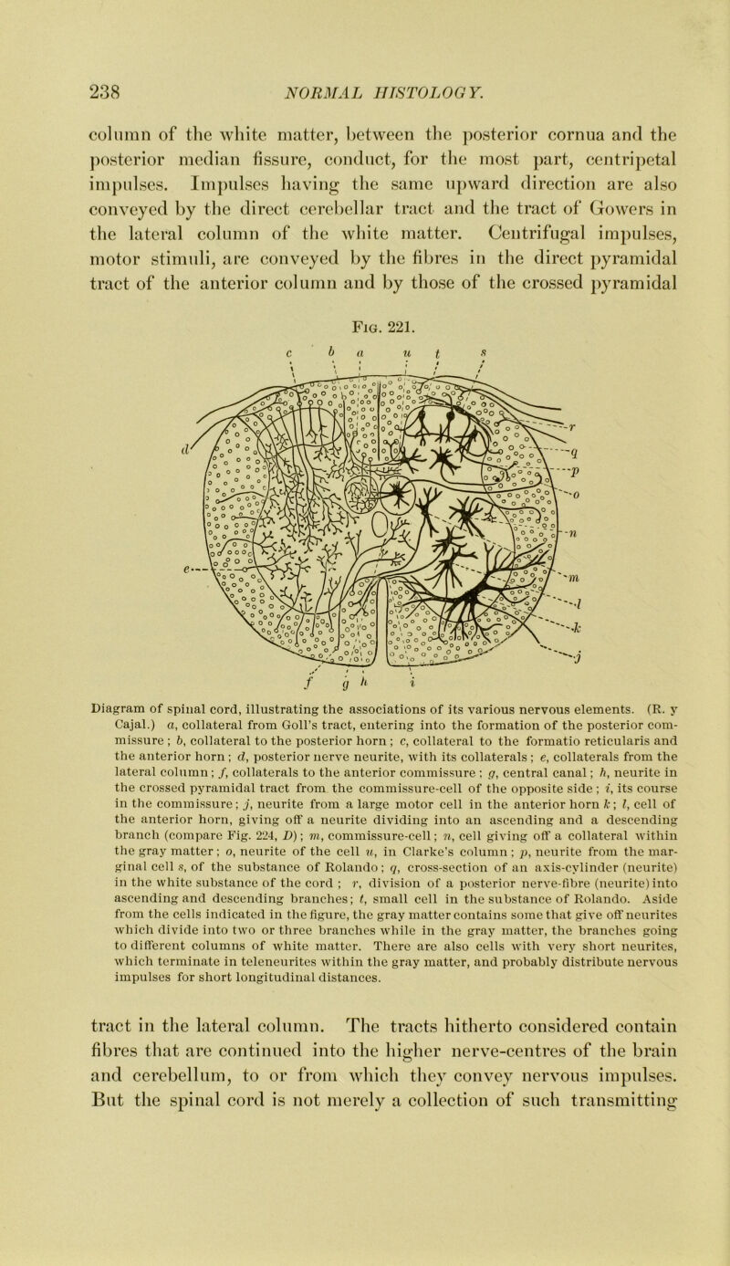 column of the white matter, between the posterior cornua and the j^osterior median fissure, conduct, for the most part, centripetal impulses. Imj)ulses having the same upward direction are also conveyed by the direct cerebellar tract and the tract of Gowers in the lateral column of tlie white matter. Centrifugal impulses, motor stimidi, are conveyed by the fibres in the direct pyramidal tract of the anterior column and by those of the crossed pyramidal Fig. 221. c b a u t Diagram of spinal cord, illustrating the associations of its various nervous elements. (R. y Cajal.) a, collateral from Goll’s tract, entering into the formation of the posterior com- missure ; b, collateral to the posterior horn ; c, collateral to the formatio reticularis and the anterior horn ; d, posterior nerve neurite, with its collaterals ; e, collaterals from the lateral column; /, collaterals to the anterior commissure ; g, central canal; h, neurite in the crossed pyramidal tract from the commissure-cell of the opposite side ; i, its course in the commissure; j, neurite from a large motor cell in the anterior horn k \ I, cell of the anterior horn, giving off a neurite dividing into an ascending and a descending branch (compare Fig. 224, D)\ m, commissure-cell; n, cell giving off a collateral within the gray matter; o, neurite of the cell ti,, in Clarke’s column ; p, neurite from the mar- ginal cell .s, of the substance of Rolando; q, cross-section of an axis-cylinder (neurite) in the white substance of the cord ; r, division of a posterior nerve-fibre (neurite) into ascending and descending branches; t, small cell in the substance of Rolando. Aside from the cells indicated in the figure, the gray matter contains some that give off neurites which divide into two or three branches while in the gray matter, the branches going to different columns of white matter. There are also cells with very short neurites, which terminate in teleneurites within the gray matter, and probably distribute nervous impulses for short longitudinal distances. tract in the lateral column. The tracts hitherto considered contain fibres that are continued into the hitfher nerve-centres of the brain and cerebellum, to or from which they convey nervous impulses. Blit the spinal cord is not merely a collection of such transmitting