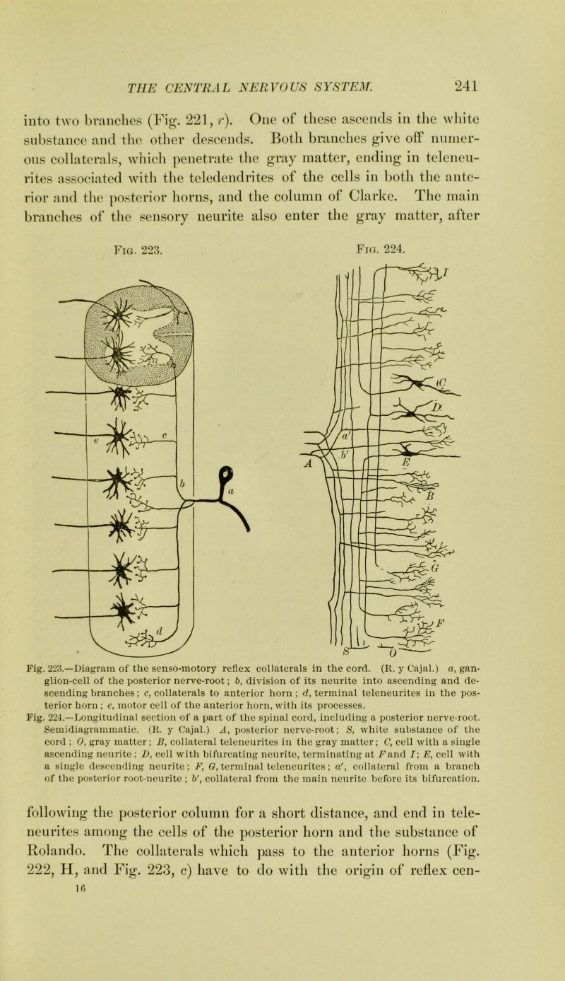 into two branches (Fig*. 221, r). One of these ascends in the white substance and the other descends. Both branches give off niirner- ons collaterals, which penetrate the gray matter, ending in telenen- rites associated with the teledendrites of the cells in both the ante- rior and the posterior horns, and the column of Clarke. The main branches of the sensory neurite also enter the gray matter, after Fig. 223. Fig. 224. Fig. 223.—Diagram of the senso-motory reflex collaterals in the cord. (R. y Cajal.) a, gan- glion-cell of the posterior nerve-root; b, division of its neurite into ascending and de- scending branches; c, collaterals to anterior horn; d, terminal teleneurites in the pos- terior horn ; e, motor cell of the anterior horn, with its processes. Fig. 224.—Longitudinal section of a part of the spinal cord, including a posterior nerve-root. Semidiagrammatic. (R. y Cajal.) A, posterior nerve-root; S, white substance of the cord ; 0, gray matter; B, collateral teleneurites in the gray matter; C, cell with a single ascending neurite ; D, cell with bifurcating neurite, terminating at F'and I; E, cell with a single descending neurite; F, G, terminal teleneurites; a', collateral from a branch of the posterior root-neurite ; b', collateral from the main neurite before its bifurcation. following the posterior column for a short distance, and end in tele- neurites among the cells of the posterior horn and the substance of Rolando. The collaterals Avhich pass to the anterior horns (Fig. 222, H, and Fig. 223, c) have to do with the origin of reflex cen- ifi
