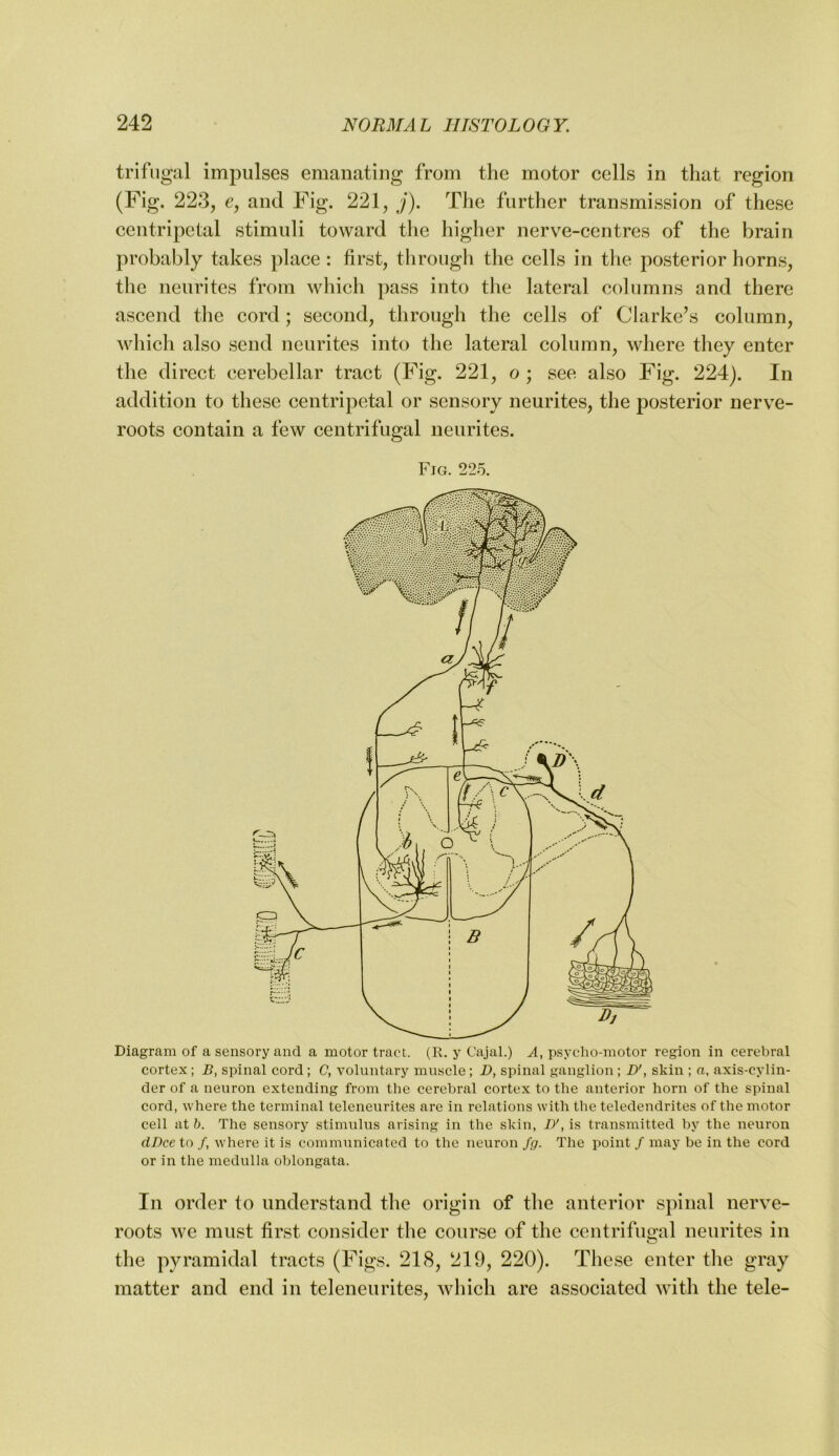 trlfugal impulses emanating from the motor cells in that region (Fig. 223, Cj and Fig. 221, ;). The further transmission of these centripetal stimuli toward the higher nerve-centres of the brain probably takes place : first, through the cells in the posterior horns, the neurites from which pass into the lateral columns and there ascend the cord; second, through the cells of Clarke’s column, wliich also send neurites into the lateral column, where they enter the direct cerebellar tract (Fig. 221, o ; see also Fig. 224). In addition to these centripetal or sensory neurites, the posterior nerve- roots contain a few centrifugal neurites. Fig. 225. Diagram of a sensory and a motor tract. (R. y Cajal.) A, psycho-motor region in cerebral cortex; B, spinal cord; C, voluntary muscle; D, spinal ganglion ; D', skin ; a, axis-cylin- der of a neuron extending from the cerebral cortex to the anterior horn of the spinal cord, where the terminal teleneurites are in relations with the teledendrites of the motor cell at h. The sensory stimtilus arising in the skin, D', is transmitted by the neuron dDce to /, where it is communicated to the neuron Jg. The point / may be in the cord or in the medulla oblongata. In order to understand the origin of the anterior sjiinal nerve- roots we must first consider the course of the centrifugal neurites in the pyramidal tracts (Figs. 218, 219, 220). These enter the gray matter and end in teleneurites, which are associated with the tele-