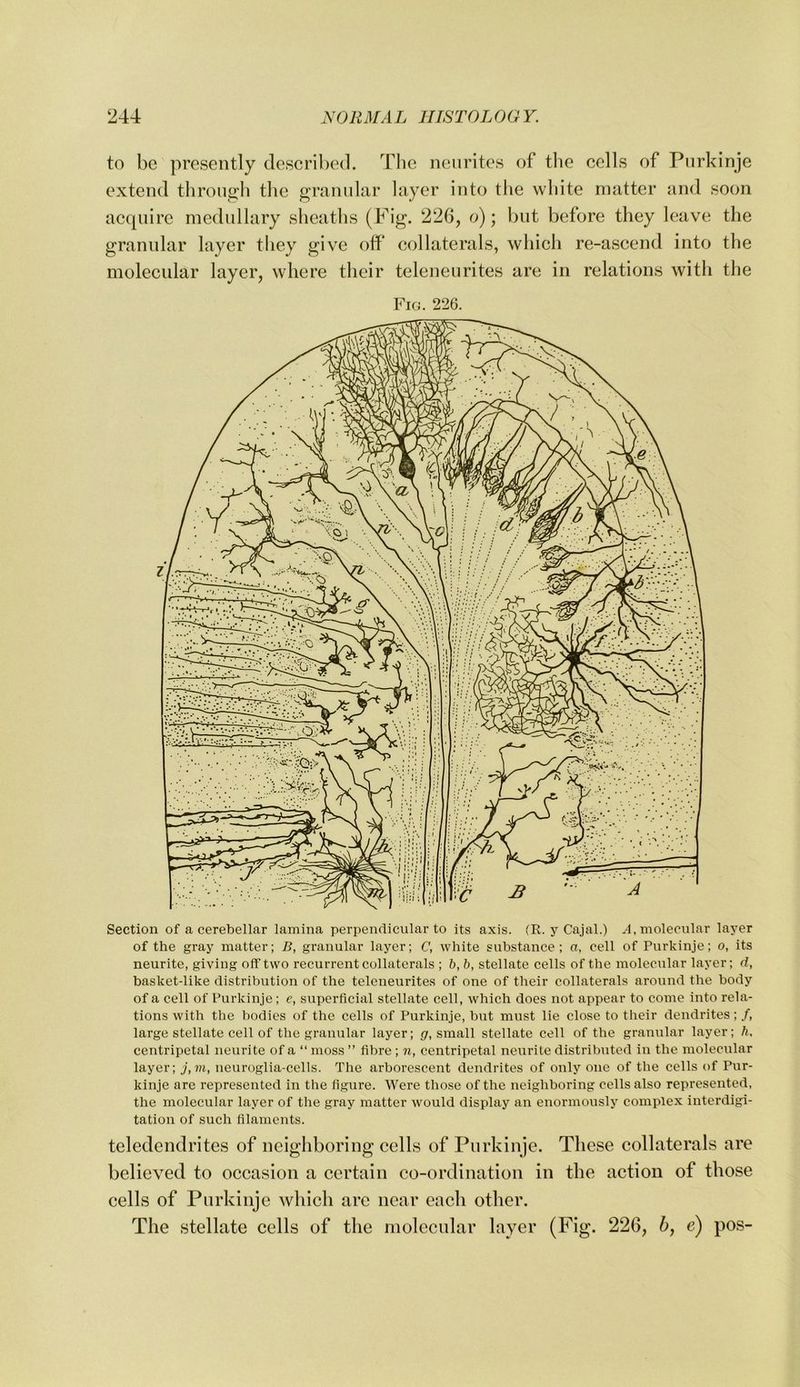 to be presently described. Tlic neiirites of tlie cells of Purkinje extend through the granular layer into the white matter and soon acquire medullary sheaths (h^ig. 226, o); but before they leave the granular layer tliey give off* collaterals, which re-ascend into the molecular layer, where their teleneurites are in relations with the Fig. 226. Section of a cerebellar lamina perpendicular to its axis. (R. Cajal.) a, molecular layer of the gray matter; B, granular layer; C, white substance; a, cell of Purkinje; o, its neurite, giving off two recurrent collaterals ; b, b, stellate cells of the molecular layer; d, basket-like distribution of the teleneurites of one of their collaterals around the body of a cell of Purkinje ; e, superficial stellate cell, which does not appear to come into rela- tions with the bodies of the cells of Purkinje, but must lie close to their dendrites; /, large stellate cell of the granular layer; (7, small stellate cell of the granular layer; h, centripetal neurite of a “ moss ” fibre ; n, centripetal neurite distributed in the molecular layer; j,m, neuroglia-cells. The arborescent dendrites of only one of the cells of Pur- kinje are represented in the figure. Were those of the neighboring cells also represented, the molecular layer of the gray matter would display an enormously complex interdigi- tation of such filaments. teledendrites of neighboring cells of Purkinje. These collaterals are believed to occasion a certain co-ordination in the action of those cells of Purkinje which are near each other. The stellate cells of the molecular layer (Fig. 226, b, e) pos-