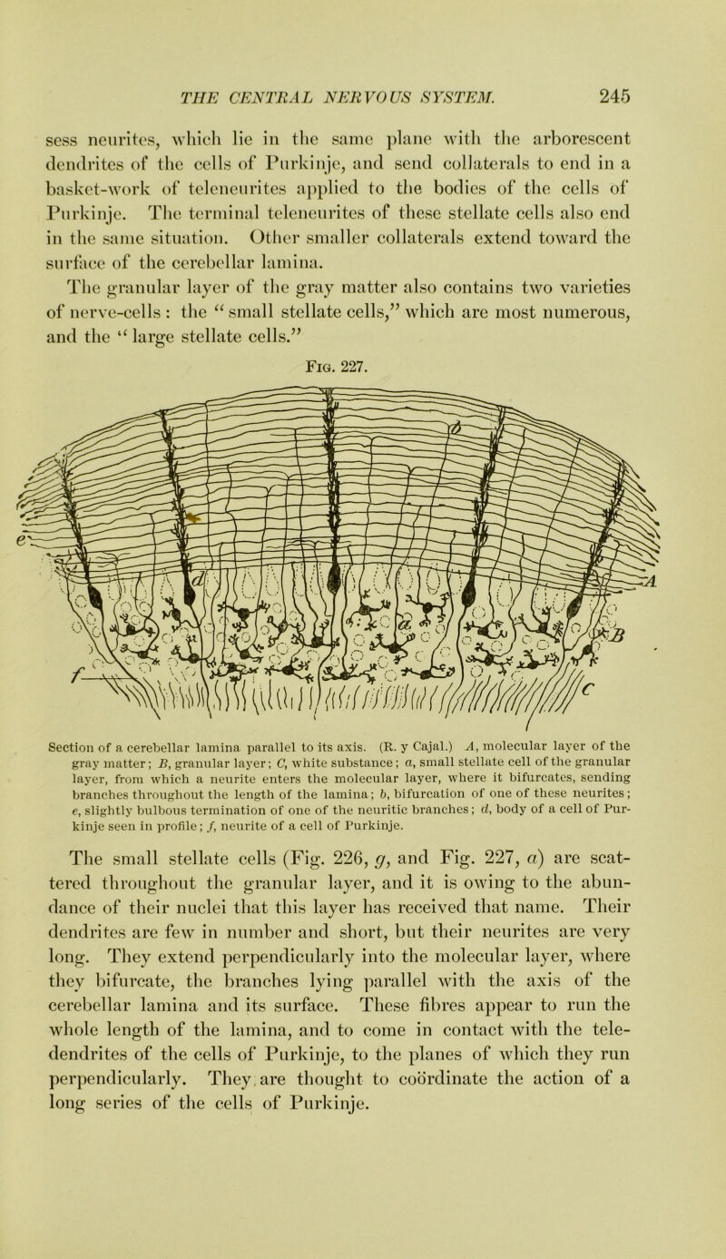 sess neuritos, wliicli lie in the same plane with the arborescent dendrites of the cells of Purkinjc, and send collaterals to end in a basket-work of tcleneurites a])plied to the bodies of the cells of Purkinje. The terminal tcleneurites of these stellate cells also end in the same situation. Other smaller collaterals extend toward the surface of the cerebellar lamina. The granular layer of the gray matter also contains two varieties of nerve-cells : the small stellate cells/’ which are most numerous, and the large stellate cells.” Fig. 227. Section of a cerebellar lamina parallel to its axis. (R. y Cajal.) A, molecular layer of the gray matter; B, granular layer; C, white substance; a, small stellate cell of the granular layer, from which a neurite enters the molecular layer, where it bifurcates, sending branches thi’oughout the length of the lamina; b, bifurcation of one of these neurites; e, slightly bulbous termination of one of the neuritic branches; d, body of a cell of Pur- kinje seen in profile; /, neurite of a cell of Purkinje. The small stellate cells (Fig. 226, g, and Fig. 227, d) are scat- tered throughout the granular layer, and it is owing to the abun- dance of their nuclei that this layer has received that name. Their dendrites are few in number and short, but their neurites are very long. They extend perpendicularly into the molecular layer, where they bifurcate, the branches lying parallel with the axis of the cerebellar lamina and its surface. These fibres appear to run the whole length of the lamina, and to come in contact with the tele- dendrites of the cells of Purkinje, to the planes of which they run perpendicularly. They, are thought to coordinate the action of a long series of the cells of Purkinje.
