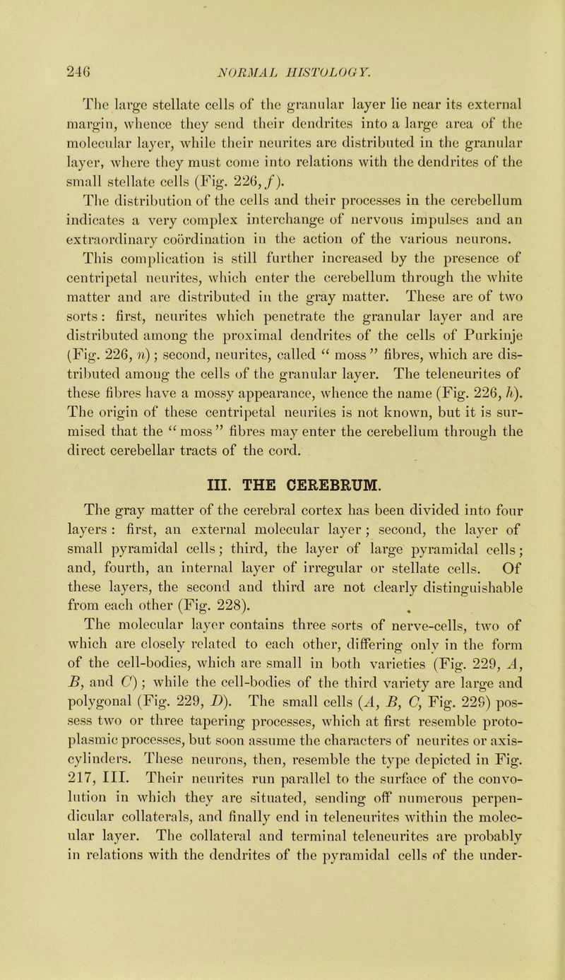 The large stellate cells of the granular layer lie near its external margin, whence they send their dendrites into a large area of the molecular layer, while their neurites are distributed in the granular layer, where they must come into relations with the dendrites of the small stellate cells (Fig. 226,/). The distribution of the cells and their processes in the cerebellum indicates a very complex interchange of nervous impulses and an extraordinary coordination in the action of the various neurons. This complication is still further increased by the presence of centripetal neurites, which enter the cerebellum through the white matter and are distributed in the gray matter. These are of two sorts : first, neurites which penetrate the granular layer and are distributed among the proximal dendrites of the cells of Purkinje (Fig. 226, n); second, neurites, called moss ’’ fibres, which are dis- tributed among the cells of the granular layer. The teleneurites of these fibres have a mossy appearance, whence the name (Fig. 226, h). The origin of these centripetal neurites is not known, but it is sur- mised that the ‘^moss’^ fibres may enter the cerebellum through the direct cerebellar tracts of the cord. III. THE CEREBRUM. The gray matter of the cerebral cortex has been divided into four layers : first, an external molecular layer ; second, the layer of small pyramidal cells; third, the layer of large pyramidal cells; and, fourth, an internal layer of irregular or stellate cells. Of these layers, the second and third are not clearly distinguishable from each other (Fig. 228). The molecular layer contains three sorts of nerve-cells, two of which are closely related to each other, differing only in the form of the cell-bodies, which are small in both varieties (Fig. 229, .4, B, and C); while the cell-bodies of the third variety are large and polygonal (Fig. 229, B). The small cells (^1, 5, C, Fig. 229) pos- sess two or three tapering processes, which at first resemble proto- plasmic processes, but soon assume the characters of neurites or axis- cylinders. These neurons, then, resemble the type depicted in Fig. 217, III. Their neurites run parallel to the surface of the convo- lution in which they are situated, sending oflP numerous perpen- dicular collaterals, and finally end in teleneurites within the molec- ular layer. The collateral and terminal teleneurites are probably in relations with the dendrites of the pyramidal cells of the under-