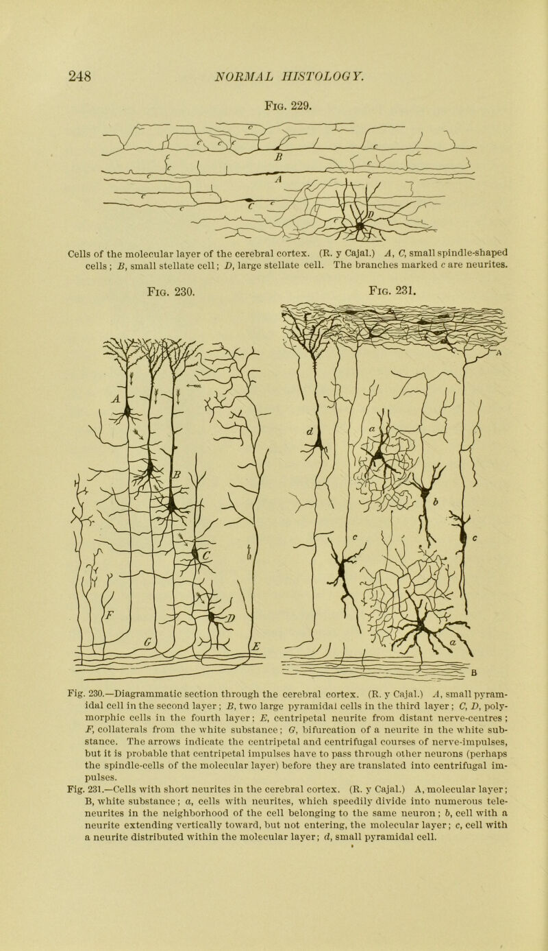 Fig. 229. Cells of the molecular layer of the cerebral cortex. (R. y Cajal.) A, C, small spindle-shaped cells ; B, small stellate cell; D, large stellate cell. The branches marked c are neurites. Fig. 230. Fig. 231. Fig. 230.—Diagrammatic section through the cerebral cortex. (R. y Cajal.) small pyram- idal cell in the second layer ; B, two large pyramidal cells in the third layer ; C, D, poly- morphic cells in the fourth layer: E, centripetal neurite from distant nerve-centres ; F, collaterals from the white substance; G, bifurcation of a neurite in the Avhite sub- stance. The arrows indicate the centripetal and centrifugal courses of nerve-impulses, but it is probable that centripetal impulses have to pass through other neurons (perhaps the spindle-cells of the molecular layer) before they are translated into centrifugal im- pulses. Fig. 231.—Cells with short neurites in the cerebral cortex. (R. y Cajal.) A, molecular layer; B, white substance; a, cells with neurites, which speedily divide into numerous tele- neurites in the neighborhood of the cell belonging to the same neuron; h, cell with a neurite extending vertically toward, but not entering, the molecular layer; c, cell with a neurite distributed within the molecular layer; rf, small pyramidal cell.