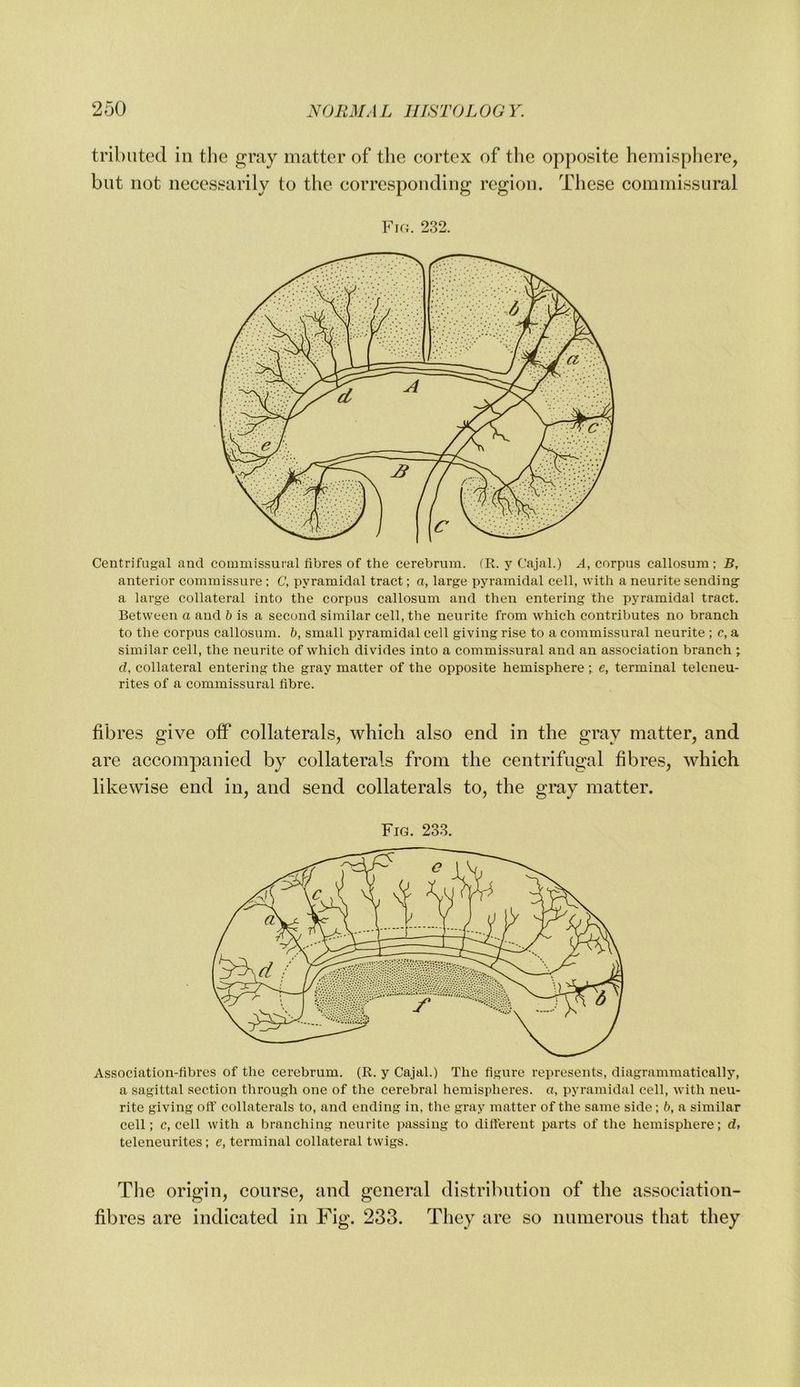 tribiited in the gray matter of the cortex of tlie opposite hemisphere, but not necessarily to the corresponding region. These commissural Vui. 232. Centrifugal and commissural fibres of the cerebrum. (R. y Cajal.) A, corpus callosum ; B, anterior commissure : C, pyramidal tract; a, large pyramidal cell, with a neurite sending a large collateral into the corpus callosum and then entering the pyramidal tract. Between a and & is a second similar cell, the neurite from which contributes no branch to the corpus callosum, b, small pyramidal cell giving rise to a commissural neurite ; c, a similar cell, the neurite of which divides into a commissural and an association branch ; d, collateral entering the gray matter of the opposite hemisphere t e, terminal teleneu- rites of a commissural fibre. fibres give off collaterals, which also end in the gray matter, and are accompanied by collaterals from the centrifugal fibres, which likewise end in, and send collaterals to, the gray matter. Fig. 233. Association-fibres of the cerebrum. (R. y Cajal.) The figure represents, diagrammatically, a sagittal section through one of the cerebral hemisiiheres. a, pyramidal cell, with neu- ritc giving off collaterals to, and ending in, the gray matter of the same side; b, a similar cell; c, cell with a branching neurite passing to ditterent parts of the hemisphere; dr teleneurites ; e, terminal collateral twigs. Tlie origin, course, and general distribution of the association- fibres are indicated in Fig. 233. They are so numerous that they