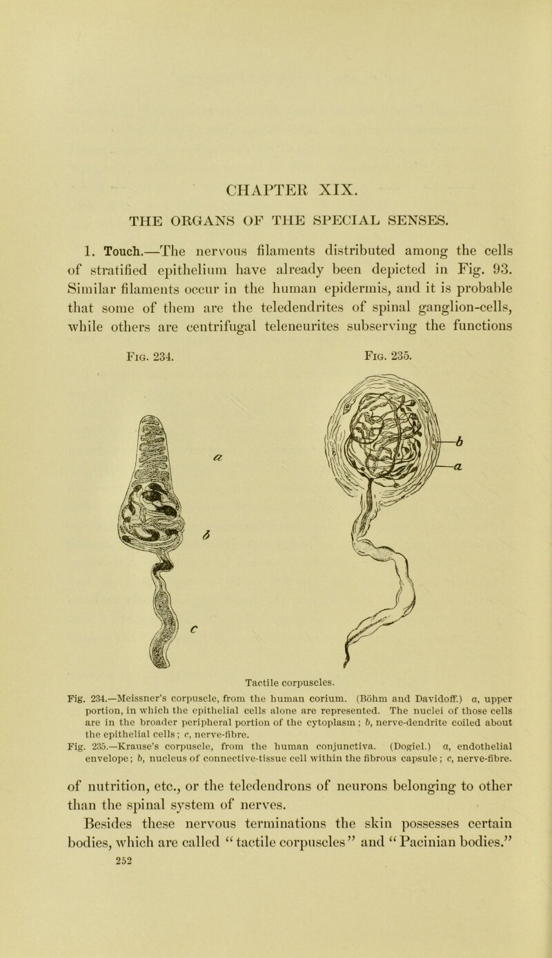 CHAPTER XIX. THE ORGANS OF THE SPECIAL SENSES. 1. Touch.—The nervous filaments distributed among the cells of stratified epithelium have already been depicted in Fig. 93. Similar filaments occur in the human epidermis, and it is probable that some of them are the teledendrites of spinal ganglion-cells, while others are centrifugal teleneurites subserving the functions Fig. 234. Fig. 235. Tactile corpuscles. Fig. 234.—Meissner’s corpuscle, from the human corium. (Bohm and Davidoff.) a, upper portion, in which the epithelial cells alone are represented. The nuclei of those cells are in the broader peripheral portion of the cytoplasm; b, nerve-dendrite coiled about the epithelial cells ; c, nerve-fibre. Fig. 235.—Krause’s corpuscle, from the human conjunctiva. (Dogiel.) a, endothelial envelope; b, nucleus of connective-tissue cell within the fibrous capsule ; c, nerve-fibre. of nutrition, etc., or the teledendrons of neurons belonging to other than the spinal system of nerves. Besides these nervous terminations the skin possesses certain bodies, which are called ^Hactile corpuscles’’ and Pacinian bodies.”