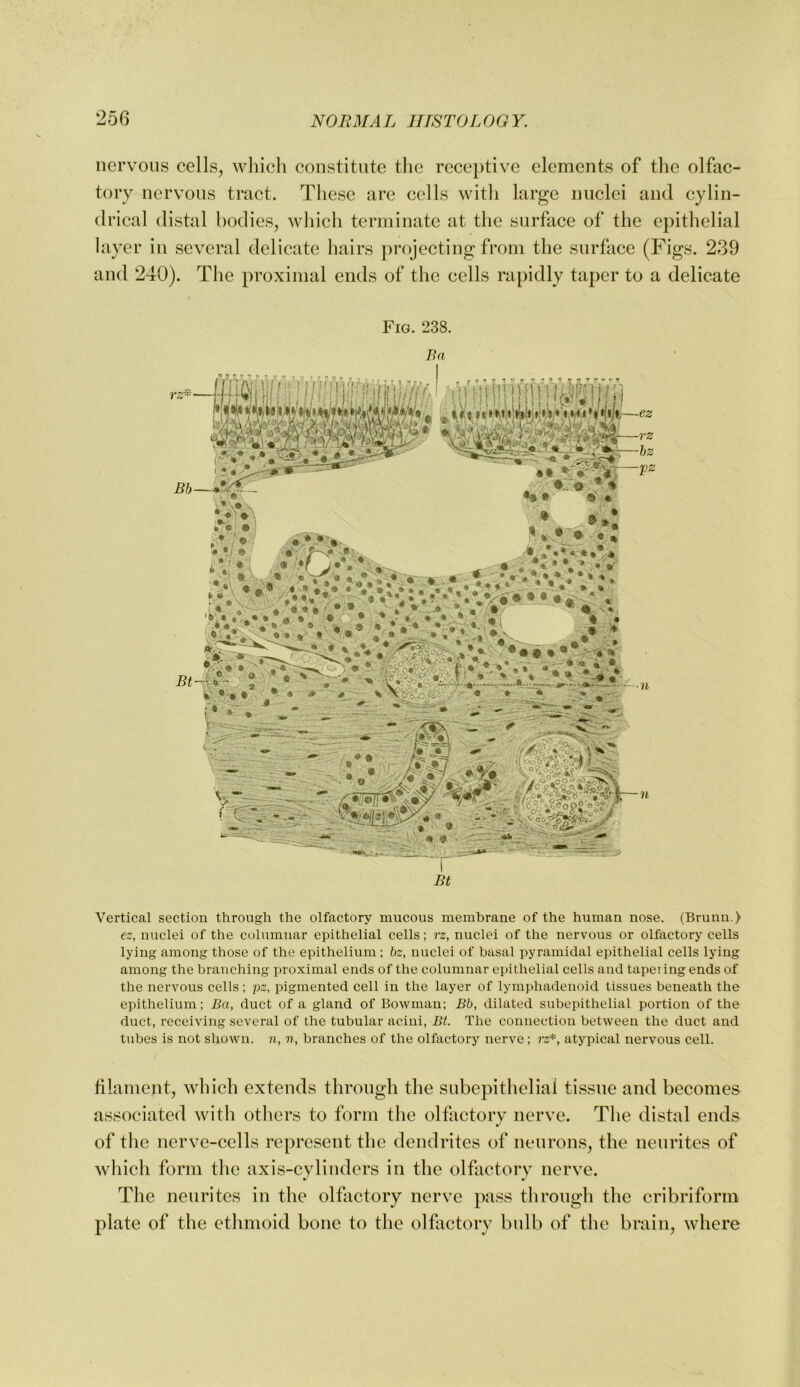 nervous cells, which constitute the receptive elements of the olfac- tory nervous tract. These are cells with large nuclei and cylin- drical distal bodies, which terminate at the surface of the epithelial layer in several delicate hairs projecting from the surface (Figs. 239 and 240). The proximal ends of the cells rapidly taper to a delicate Fig. 238. Vertical section through the olfactory mucous membrane of the human nose. (Bruun.) ez, nuclei of the columnar epithelial cells; rz, nuclei of the nervous or olfactory cells lying among those of the epithelium ; bz, nuclei of basal pyramidal epithelial cells lying among the branching proximal ends of the columnar epithelial cells and tapering ends of the nervous cells : pz, pigmented cell in the layer of lymphadenoid tissues beneath the epithelium; Ba, duct of a gland of Bowman; Bb, dilated subepithelial portion of the duct, receiving several of the tubular acini, Bt. The connection between the duct and tubes is not shown, n, v, branches of the olfactory nerve; rz*, atypical nervous cell. filament, which extends through the subepithelial tissue and becomes associated with others to form the olfactory nerve. The distal ends of the nerve-cells represent the dendrites of neurons, the neurites of which form the axis-cylinders in the olfactory nerve. The neurites in the olfactory nerve pass through the cribriform plate of the ethmoid bone to the olfactory bulb of the brain, where