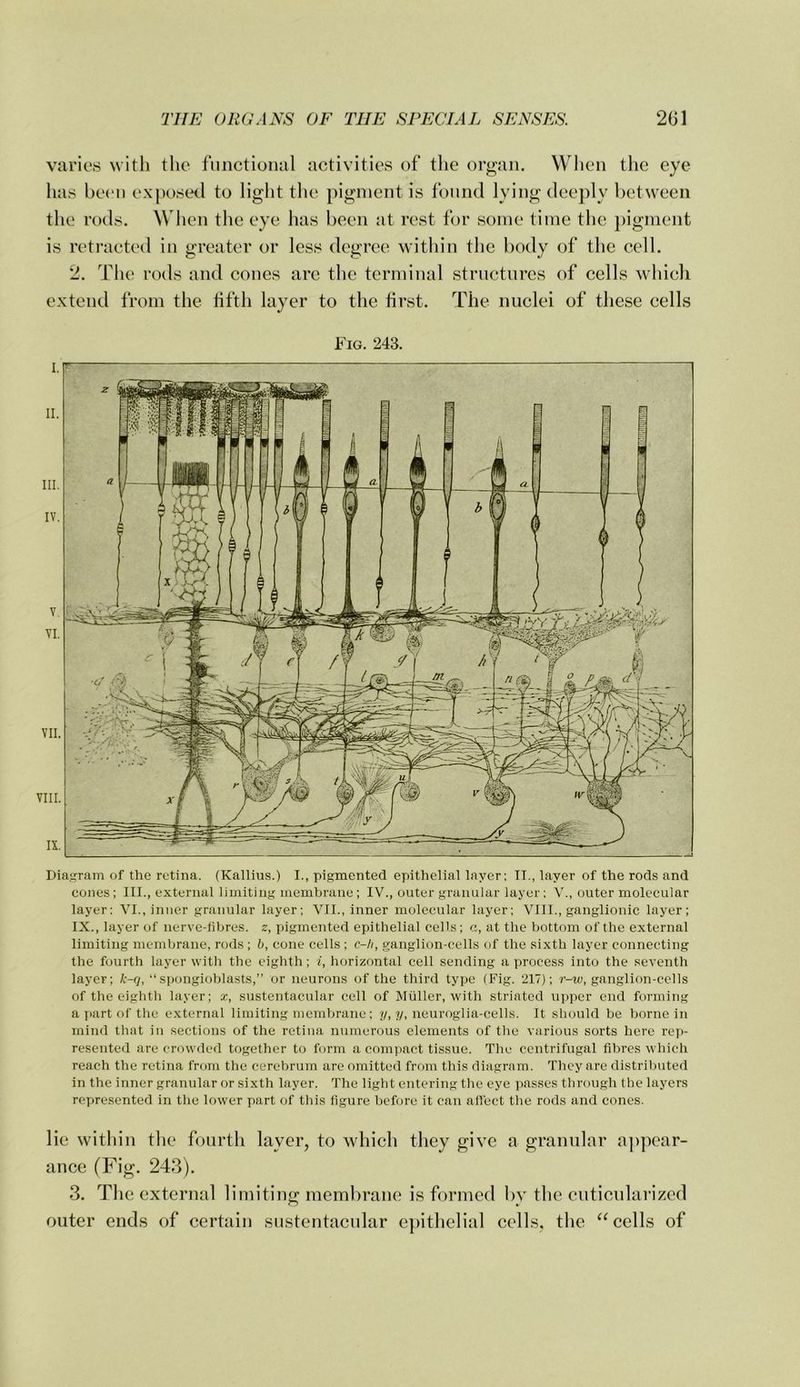 varies with the functional activities of the organ. When the eye has l)e('ii ex postal to light tlie pigment is foiind lying deeply between the rods. When the eye has been at rest for some time the j)ignient is retracted in greater or less degree within the body of the cell. 2. The rods and cones are the terminal structures of cells whicli extend from the fifth layer to the first. The nuclei of these cells Dia.'jram of the retina. (Kallius.) I., pigmented epithelial layer: II., layer of the rods and cones; III., external limiting membrane; IV., outer granular layer; V., outer molecular layer; VI., inner granular layer; VII., inner molecular layer; VIII., ganglionic layer; IX., layer of nerve-tibres. z, pigmented epithelial cells; a, at the bottom of the external limiting membrane, rods ; b, cone cells ; c-h, ganglion-cells of the sixth layer connecting the fourth layer with the eighth; i, horizontal cell sending a process into the seventh layer; k-q, “spongioblasts,” or neurons of the third type (Fig. 217); r-rc, ganglion-cells of the eighth layer; x, sustentacular cell of Muller, with striated upper end forming a part of the external limiting membrane; //, ?y, neuroglia-cells. It should be borne in mind that in sections of the retina numerous elements of the various sorts here rep- resented are crowded together to form a compact tissue. The centrifugal fibres which reach the retina from the cerebrum are omitted from this diagram. They are distributed in the inner granular or sixth layer. The light entering the eye passes through the layers reywesented in the lower part of this figure before it can affect the rods and cones. lie within the fourth layer, to which they give a granular appear- ance (Fig. 243). 3. The external limiting membrane is formed by the cuticularized outer ends of certain sustentacular c])ithelial cells, the ^^eells of