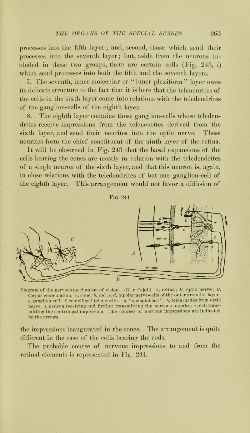 processes into the tiftli layer; and, second, those which send their processes into the seventli layer; but, aside from the neurons in- cluded in these two groups, there are certain cells (Fig. 24d, /) which send processes into both the fifth and the seventh layers. 7. The seventh, inner molecular or “ inner plexiform ” layer owes its delicate structure to the fact that it is here that the telenenrites of the cells in the sixth layer come into relations with the teledendrites of the ganglion-cells of the eighth layer. 8. The eighth layer contains those ganglion-cells whose teleden- drites receive impressions from the telenenrites derived from the sixth layer, and send their nenrites into the optic nerve. These neurites form the chief constituent of the ninth layer of the retina. It will be observed in Fig. 243 that the basal expansions of the cells bearing the cones are mostly in relation with the teledendrites of a single neuron of the sixth layer, and that this neuron is, again, in close relations with the teledendrites of but one ganglion-cell of the eighth layer. This arrangement would not favor a diffusion of Fig. 244. corpus greniculatum. n, cone; h, rod ; c. d, bipolar nerve-cells of the outer granular layer; e, ganglion-cell; /, centrifugal telenenrites ; fj, “spongioblast” ; telenenrites from optic nerve; j, neuron receiving and further transmitting the nervous impulse; r, cell trans- mitting the centrifugal impression. The courses of nervous impressions are indicated by the arrows. the impressions inaugurated in the cones. The arrangement is quite different in the case of the cells bearing the rods. The probable course of nervous impressions to and from the retinal elements is represented in Fig. 244.