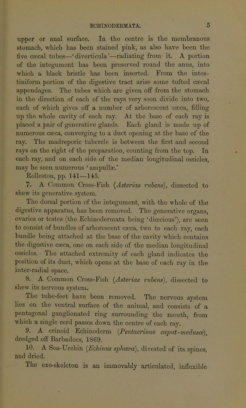 upper or anal surface. In the centre is the membranous stomach, which has been stained pink, as also have been the live crecal tubes—‘diverticula’—radiating from it. A portion of the integument has been preserved round the anus, into which a black bristle has been inserted. From the intes- tiniform portion of the digestive tract arise some tufted csecal appendages. The tubes which are given off from the stomach in the direction of each of the rays very soon divide into two, each of which gives off a number of arborescent caeca, filling up the whole cavity of each ray. At the base of each ray is placed a pair of generative glands. Each gland is made up of numerous caeca, converging to a duct opening at the base of the ray. The madreporic tubercle is between the first and second rays on the right of the preparation, counting from the top. In each ray, and on each side of the median longitudinal ossicles, may be seen numerous ‘ ampullae.’ Rolleston, pp. 141—145. 7. A Common Cross-Fish (Asterias rubens), dissected to shew its generative system. The dorsal portion of the integument, with the whole of the digestive apparatus, has been removed. The generative organs, ovaries or testes (the Echinodermata being ‘dioecious’), are seen to consist of bundles of arborescent caeca, two to each ray, each bundle being attached at the base of the cavity which contains the digestive caeca, one on each side of the median longitudinal ossicles. The attached extremity of each gland indicates the position of its duct, which opens at the base of each ray in the inter-radial space. 8. A Common Cross-Fish (Asterias rubens), dissected to shew its nervous system. The tube-feet have been removed. The nervous system lies on the ventral surface of the animal, and consists of a pentagonal ganglionated ring surrounding the mouth, from which a single cord passes down the centre of each ray. 9. A crinoid Echinoderm (Pentacrimcs caput-medusce), dredged off Barbadoes, 1869. 10. A Sea-Urchin (Echinus sphcera), divested of its spines, and dried. The exo-skeleton is an immovably articulated, inflexible