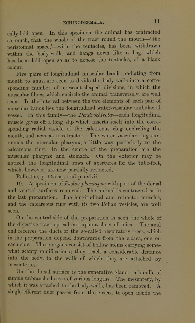 cally laid open. In tliis specimen the animal has contracted so much, that the whole of the tract round the mouth—‘ the peristomial space,’—with the tentacles, has been withdrawn within the body-walls, and hangs down like a bag, which has been laid open so as to expose the tentacles, of a black colour. Five pairs of longitudinal muscular bands, radiating from mouth to anus, are seen to divide the body-walls into a corre- sponding number of crescent-shaped divisions, in which the muscular fibres, which encircle the animal transversely, are well seen. In the interval between the two elements of each pair of muscular hands lies the longitudinal water-vascular ambulacral vessel. In this family—the Dendrochirotce—each longitudinal muscle gives off a long slip which inserts itself into the corre- sponding radial ossicle of the calcareous ring encircling the mouth, and acts as a retractor. The water-vascular ring sur- rounds the muscular pharynx, a little way posteriorly to the calcareous ring. In the centre of the preparation are the muscular pharynx and stomach. On the exterior may he noticed the longitudinal rows of apertures for the tube-feet, which, however, are now partially retracted. Eolleston, p. 145 sq., and p. cxlvii. 19. A specimen of Psolus phantapus with part of the dorsal and ventral surfaces removed. The animal is contracted as in the last preparation. The longitudinal and retractor muscles, and the calcareous ring with its two Polian vesicles, are well seen. On the ventral side of the preparation is seen the whole of the digestive tract, spread out upon a sheet of mica. The anal end receives the ducts of the so-called respiratory trees, which in the preparation depend downwards from the cloaca, one on each side. These organs consist of hollow stems carrying some- what scanty ramifications; they reach a considerable distance into the body, to the walls of which they are attached by mesenteries. On the dorsal surface is the generative gland—a bundle of simple unbranched caeca of various lengths. The mesentery, by which it was attached to the body-walls, has been removed. A single efferent duct passes from these caeca to open inside the