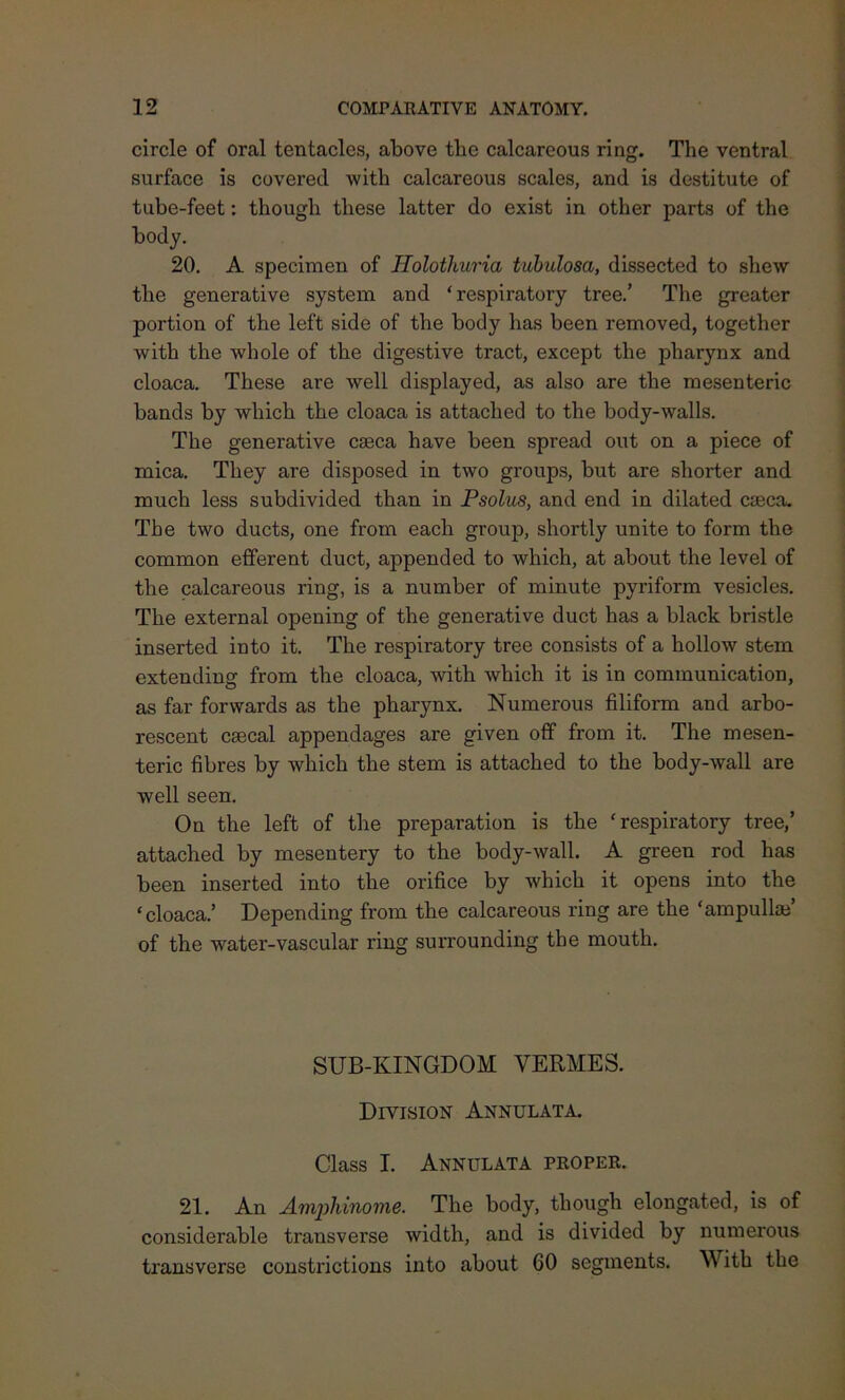 circle of oral tentacles, above tbe calcareous ring. The ventral surface is covered with calcareous scales, and is destitute of tube-feet: though these latter do exist in other parts of the body. 20. A specimen of Holothuria tubulosa, dissected to shew the generative system and ‘respiratory tree.’ The greater portion of the left side of the body has been removed, together with the whole of the digestive tract, except the pharynx and cloaca. These are well displayed, as also are the mesenteric bands by which the cloaca is attached to the body-walls. The generative caeca have been spread out on a piece of mica. They are disposed in two groups, but are shorter and much less subdivided than in Psolus, and end in dilated caeca. The two ducts, one from each group, shortly unite to form the common efferent duct, appended to which, at about the level of the calcareous ring, is a number of minute pyriform vesicles. The external opening of the generative duct has a black bristle inserted into it. The respiratory tree consists of a hollow stem extending from the cloaca, with which it is in communication, as far forwards as the pharynx. Numerous filiform and arbo- rescent caecal appendages are given off from it. The mesen- teric fibres by which the stem is attached to the body-wall are well seen. On the left of the preparation is the ‘respiratory tree,’ attached by mesentery to the body-wall. A green rod has been inserted into the orifice by which it opens into the ‘cloaca.’ Depending from the calcareous ring are the ‘ampulla}’ of the water-vascular ring surrounding tbe mouth. SUB-KINGDOM VERMES. Division Annulata. Class I. Annulata proper. 21. An Amjrfiinome. The body, though elongated, is of considerable transverse width, and is divided by numerous transverse constrictions into about 60 segments. With the