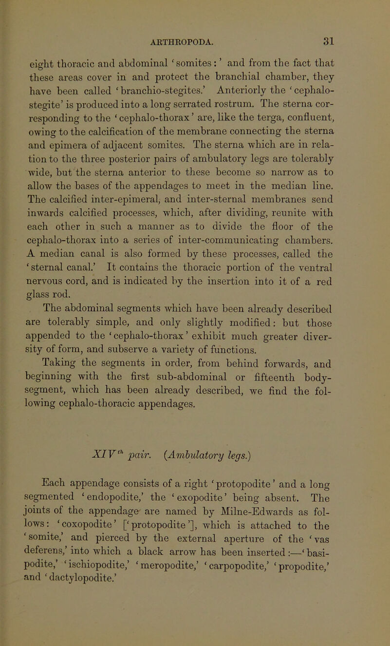 eight thoracic and abdominal 'somites: ’ and from the fact that these areas cover in and protect the branchial chamber, they have been called ‘ branchio-stegites.’ Anteriorly the ‘ cephalo- stegite’ is produced into a long serrated rostrum. The sterna cor- responding to the ‘ cephalo-thorax ’ are, like the terga, confluent, owing to the calcification of the membrane connecting the sterna and epimera of adjacent somites. The sterna which are in rela- tion to the three posterior pairs of ambulatory legs are tolerably wide, but the sterna anterior to these become so narrow as to allow the bases of the appendages to meet in the median line. The calcified inter-epimeral, and inter-sternal membranes send inwards calcified processes, which, after dividing, reunite with each other in such a manner as to divide the floor of the cephalo-thorax into a series of inter-communicating chambers. A median canal is also formed by these processes, called the ‘ sternal canal.’ It contains the thoracic portion of the ventral nervous cord, and is indicated by the insertion into it of a red glass rod. The abdominal segments which have been already described are tolerably simple, and only slightly modified: but those appended to the ‘cephalo-thorax’ exhibit much greater diver- sity of form, and subserve a variety of functions. Taking the segments in order, from behind forwards, and beginning with the first sub-abdominal or fifteenth body- segment, which has been already described, we find the fol- lowing cephalo-thoracic appendages. XIVth pair. (.Ambulatory legs.) Each appendage consists of a right ‘ protopodite ’ and a long segmented ‘ endopodite,’ the ‘ exopodite ’ being absent. The joints of the appendage are named by Milne-Edwards as fol- lows: ‘coxopodite’ [‘protopodite’], which is attached to the ‘ somite,’ and pierced by the external aperture of the ‘ vas deferens,’ into which a black arrow has been inserted :—‘ basi- podite,’ ‘ ischiopodite,’ ‘ meropodite,’ ‘ carpopodite,’ ‘propodite,’ and ‘ dactylopodite.’