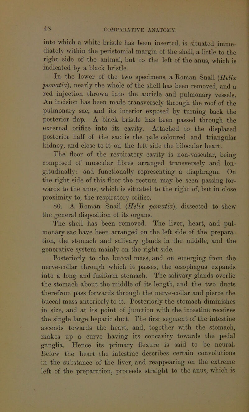 4S into which a white bristle lias been inserted, is situated imme- diately within the peristomial margin of the shell, a little to the right side of the animal, but to the left of the anus, which is indicated by a black bristle. In the lower of the two specimens, a Roman Snail (Helix pomatia), nearly the whole of the shell has been removed, and a red injection thrown into the auricle and pulmonary vessels. An incision has been made transversely through the roof of the pulmonary sac, and its interior exposed by turning back the posterior flap. A black bristle has been passed through the external orifice into its cavity. Attached to the displaced posterior half of the sac is the pale-coloured and triangular kidney, and close to it on the left side the bilocular heart. The floor of the respiratory cavity is non-vascular, being composed of muscular fibres arranged transversely and lon- gitudinally: and functionally representing a diaphragm. On the right side of this floor the rectum may be seen passing for- wards to the anus, which is situated to the right of, but in close proximity to, the respiratory orifice. SO. A Roman Snail (Helix pomatia), dissected to shew the general disposition of its organs. The shell has been removed. The liver, heart, and pul- monary sac have been arranged on the left side of the prepara- tion, the stomach and salivary glands in the middle, and the generative system mainly on the right side. Posteriorly to the buccal mass, and on emerging from the nerve-collar through which it passes, the oesophagus expands into a long and fusiform stomach. The salivary glands overlie the stomach about the middle of its length, and the two ducts therefrom pass forwards through the nerve-collar and pierce the buccal mass anteriorly to it. Postei'iorly the stomach diminishes in size, and at its point of junction with the intestine receives the single large hepatic duct. The first segment of the intestine ascends towards the heart, and, together with the stomach, makes up a curve having its concavity towards the pedal ganglia. Hence its primary flexure is said to be neural. Below the heai't the intestine describes certain convolutions in the substance of the liver, and reappearing on the extreme left of the preparation, proceeds straight to the anus, which is