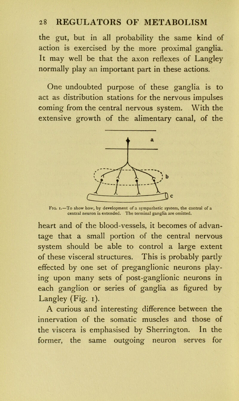 the gut, but in all probability the same kind of action is exercised by the more proximal ganglia. It may well be that the axon reflexes of Langley normally play an important part in these actions. One undoubted purpose of these ganglia is to act as distribution stations for the nervous impulses coming from the central nervous system. With the extensive growth of the alimentary canal, of the Fig. I.—To show how, by development of a sympathetic system, the control of a central neuron is extended. The terminal ganglia are omitted. heart and of the blood-vessels, it becomes of advan- tage that a small portion of the central nervous system should be able to control a large extent of these visceral structures. This is probably partly effected by one set of preganglionic neurons play- ing upon many sets of post-ganglionic neurons in each ganglion or series of ganglia as figured by Langley (Fig. i). A curious and interesting difference between the innervation of the somatic muscles and those of the viscera is emphasised by Sherrington. In the former, the same outgoing neuron serves for a